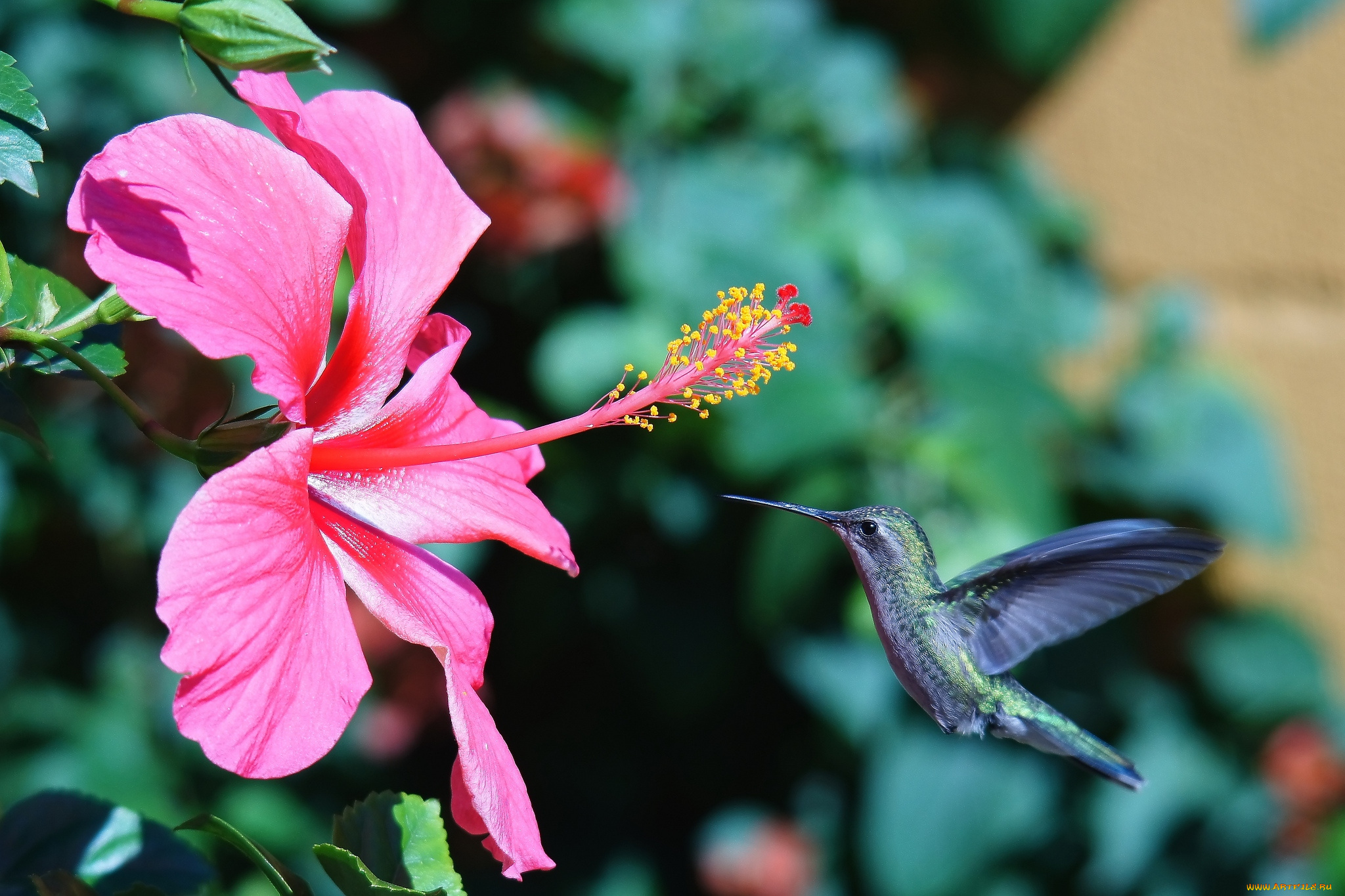 животные, колибри, гибискус, полет, кроха