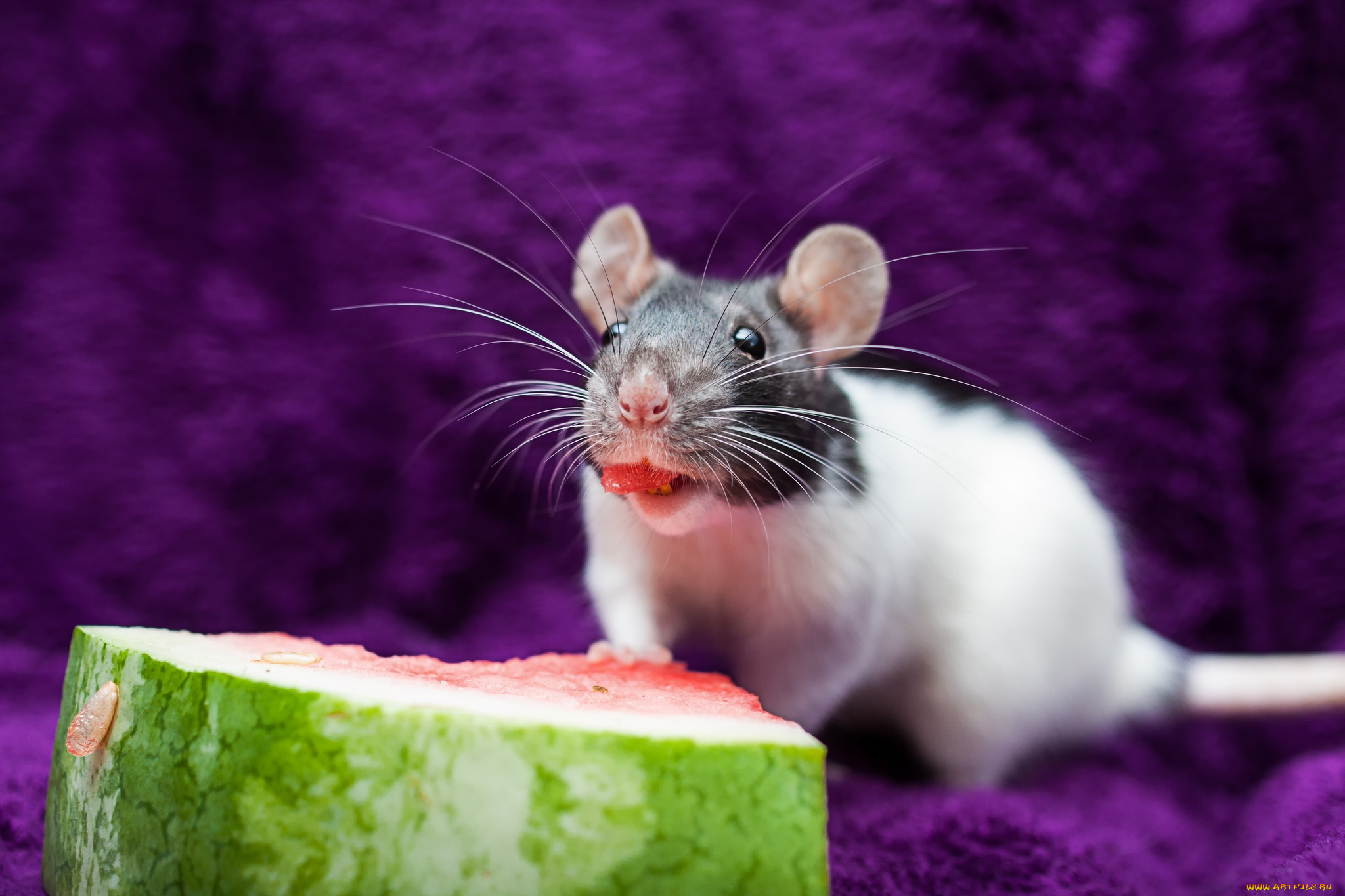 животные, крысы, мыши, крыса, арбуз