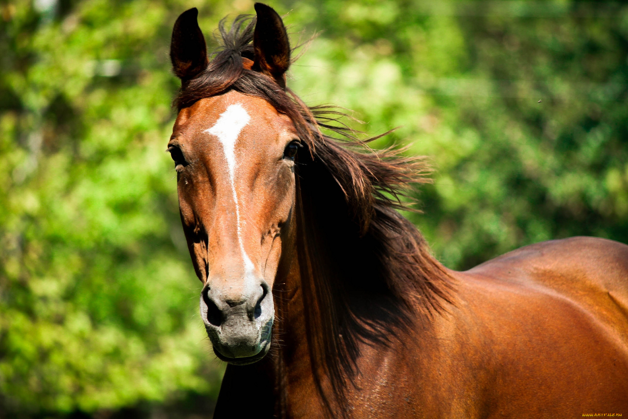 животные, лошади, гнедой, грива