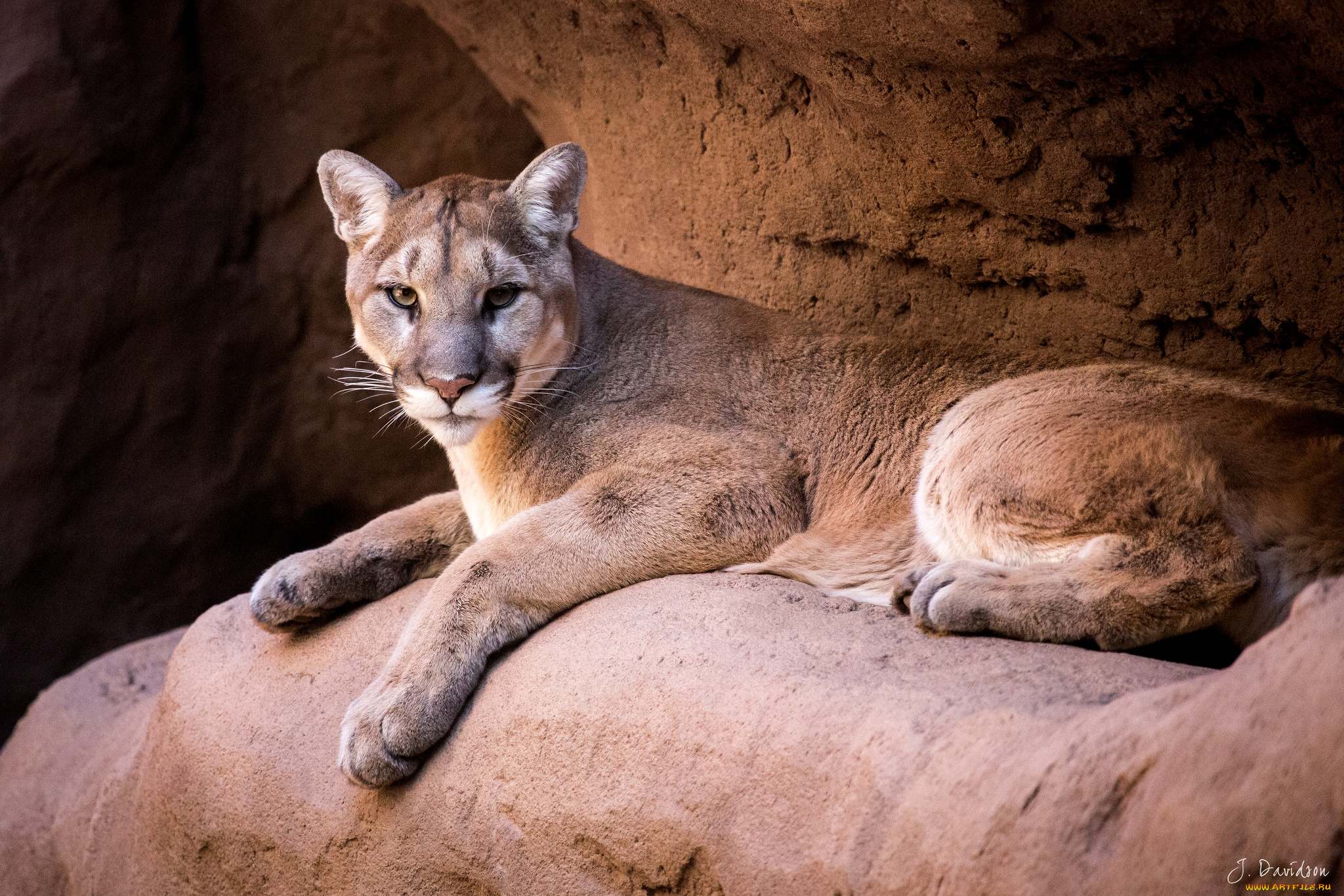 животные, пумы, грация