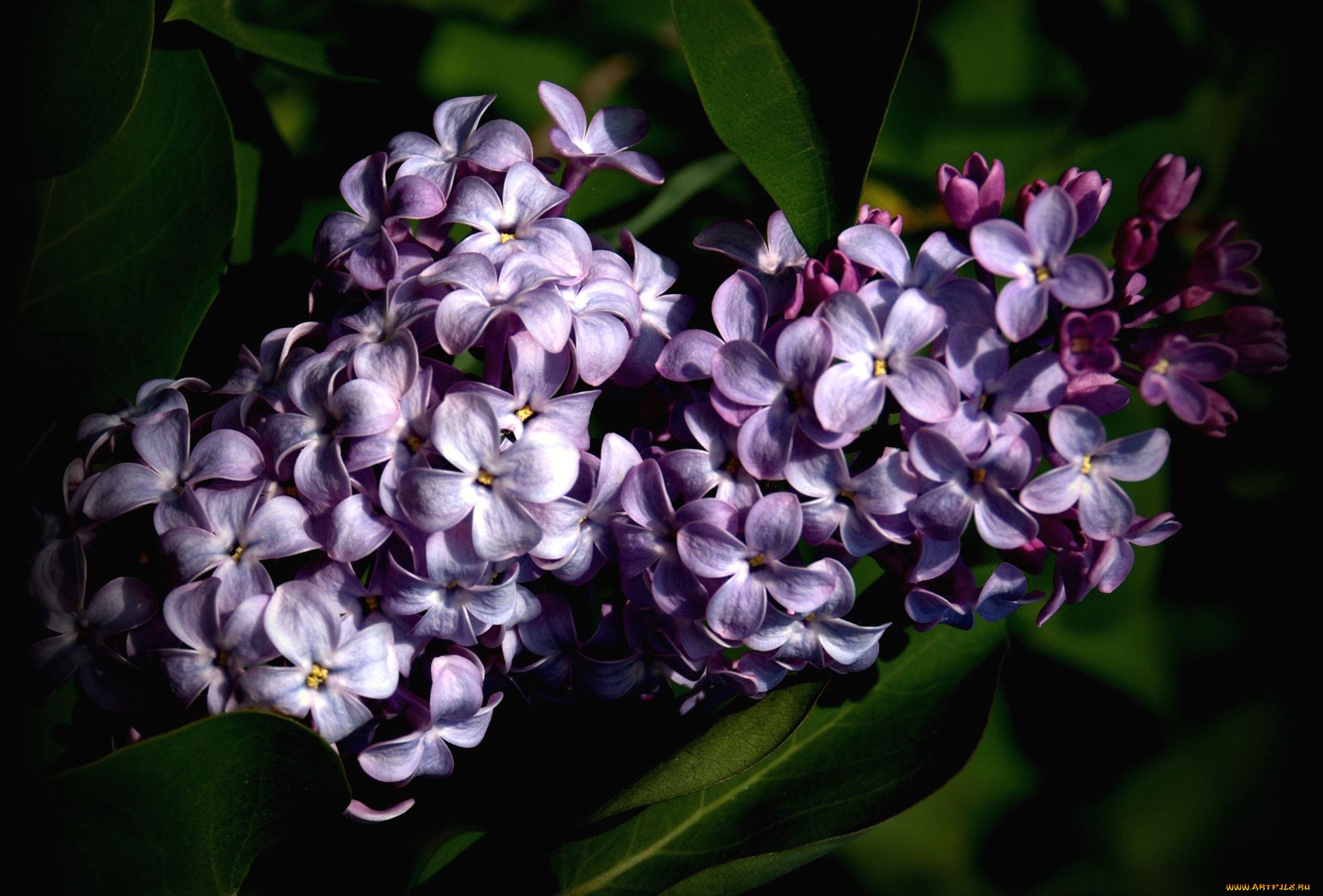 цветы, сирень, грозди
