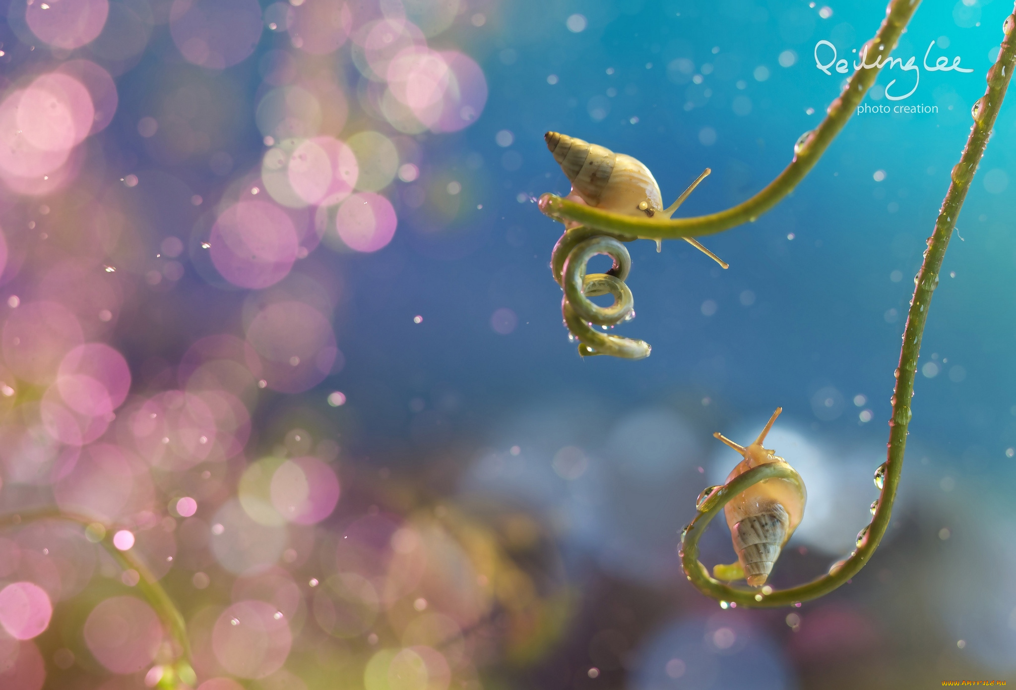 животные, улитки, малютки