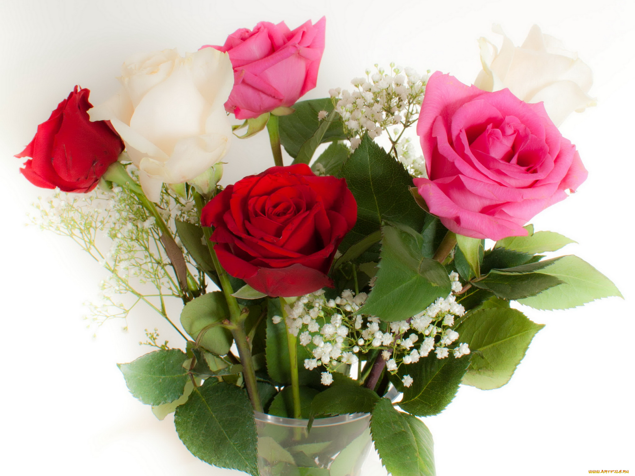 цветы, розы