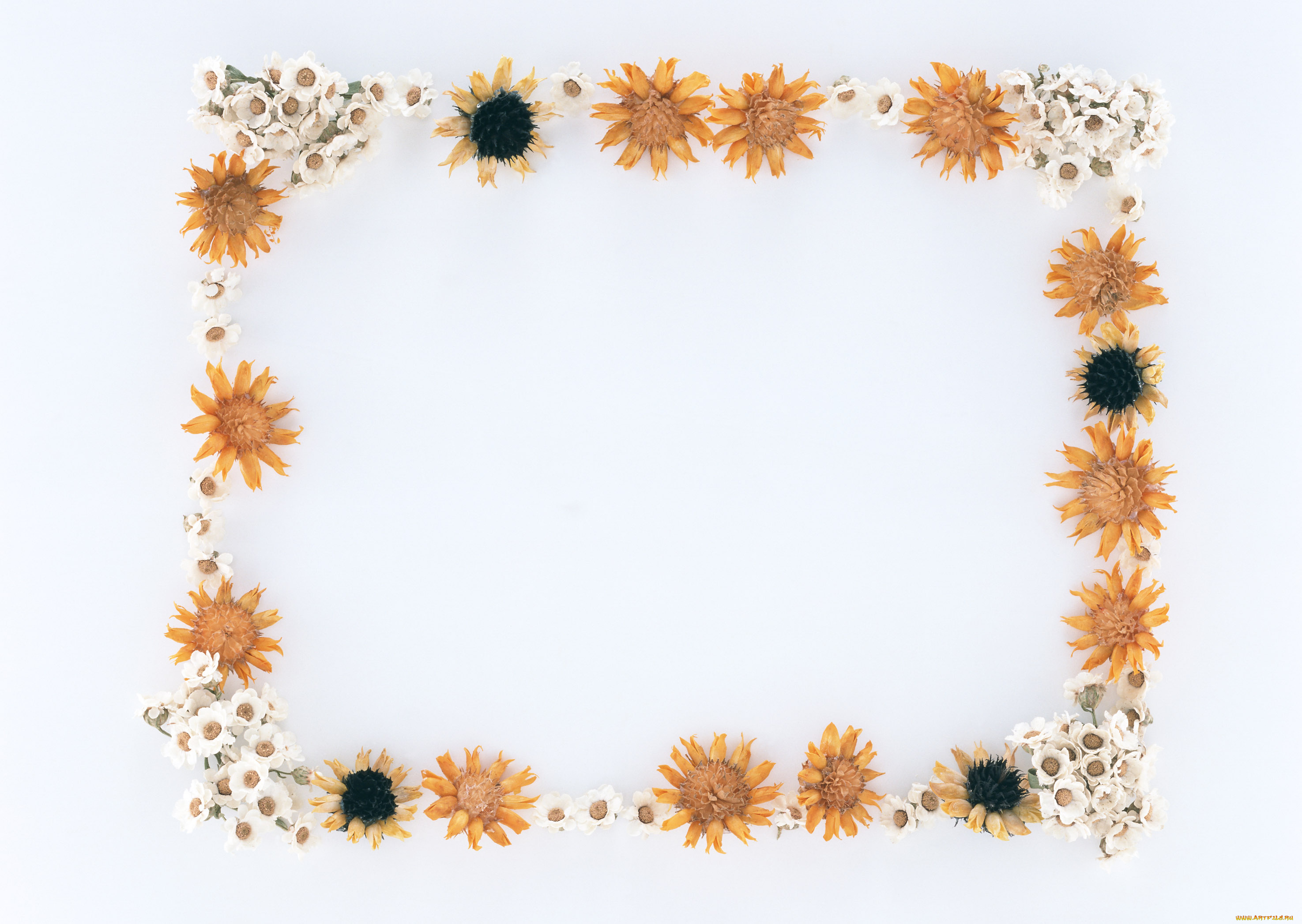 цветы, разные, вместе