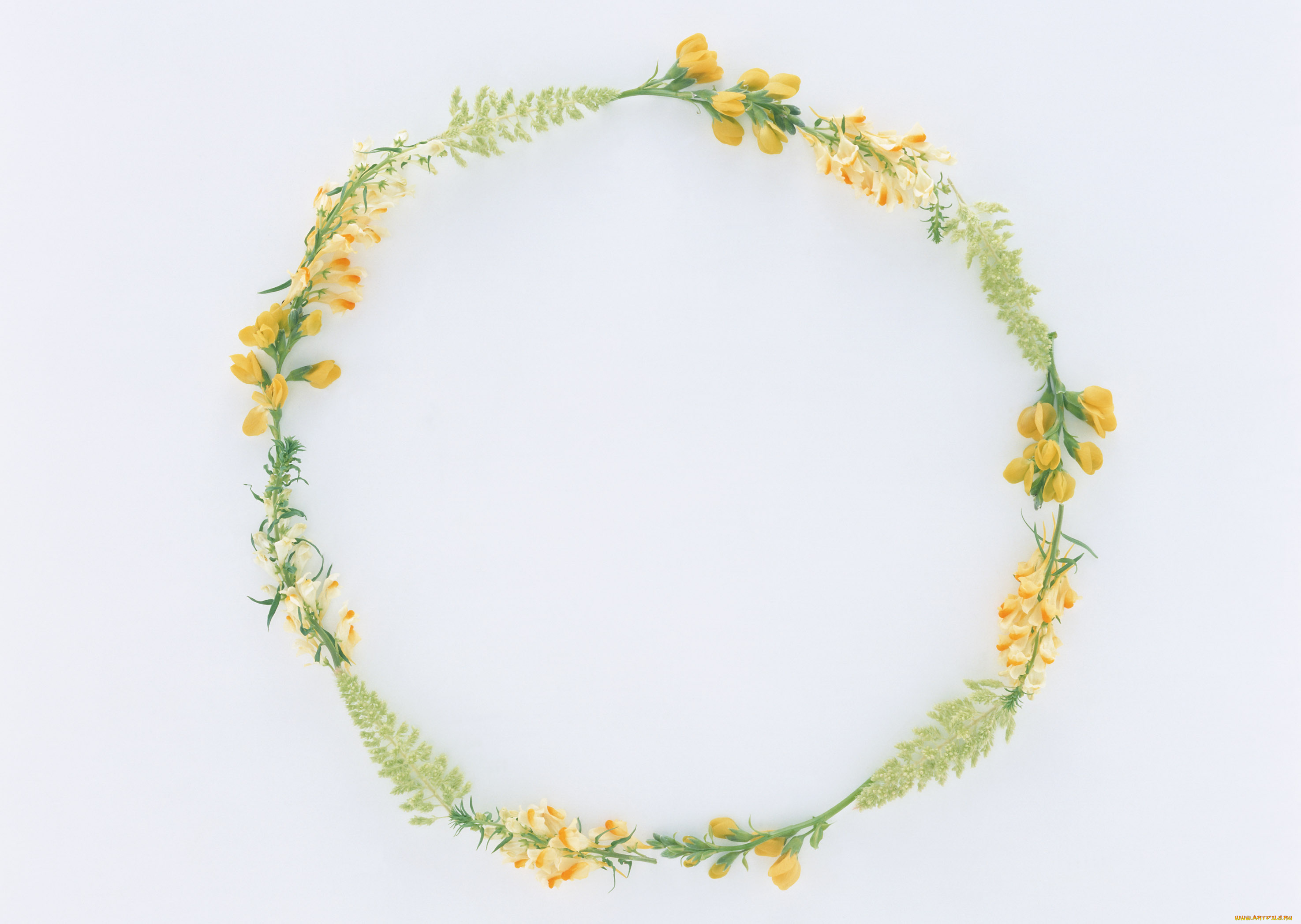 цветы, разные, вместе, бутоны