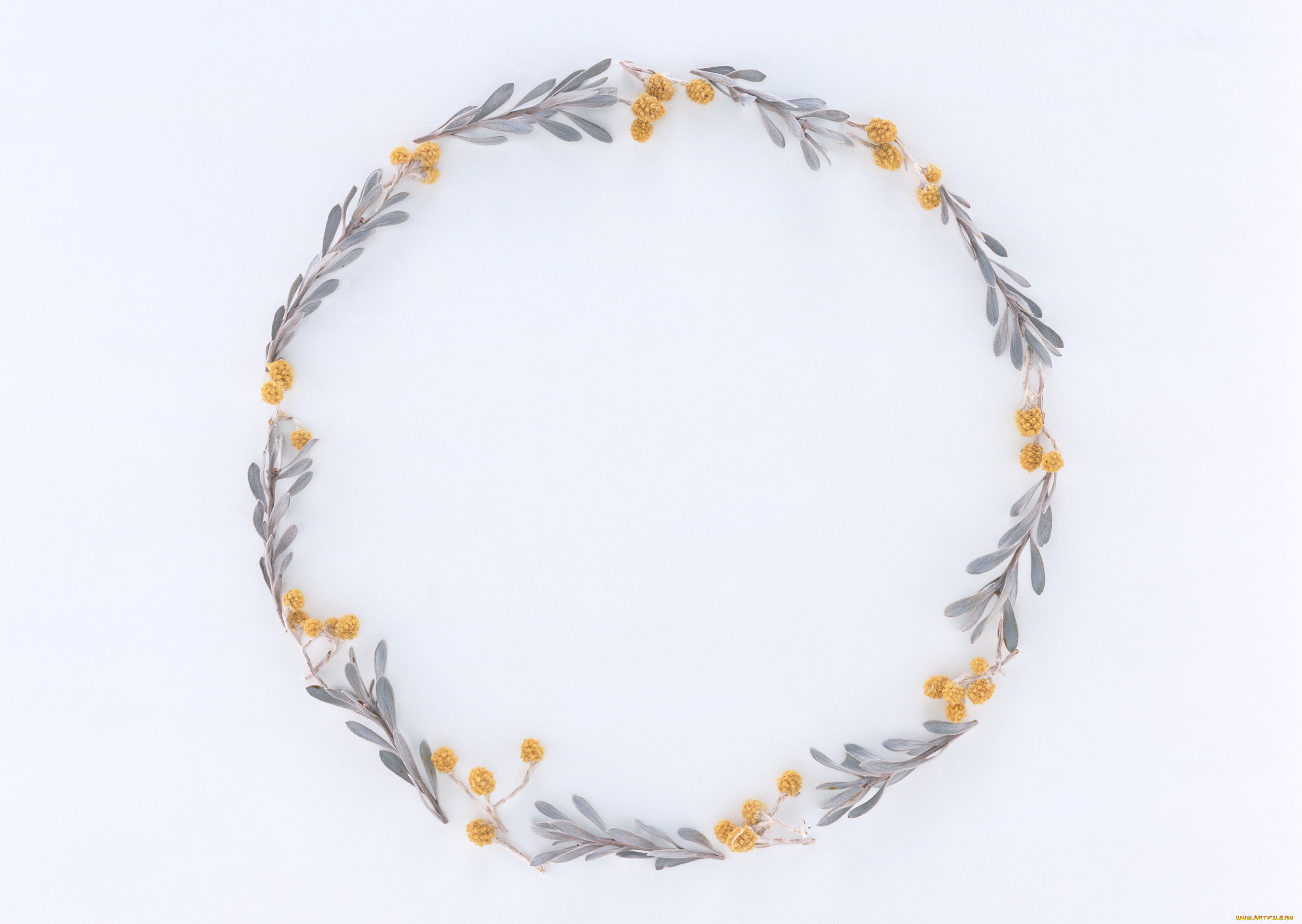 цветы, разные, вместе, бутоны