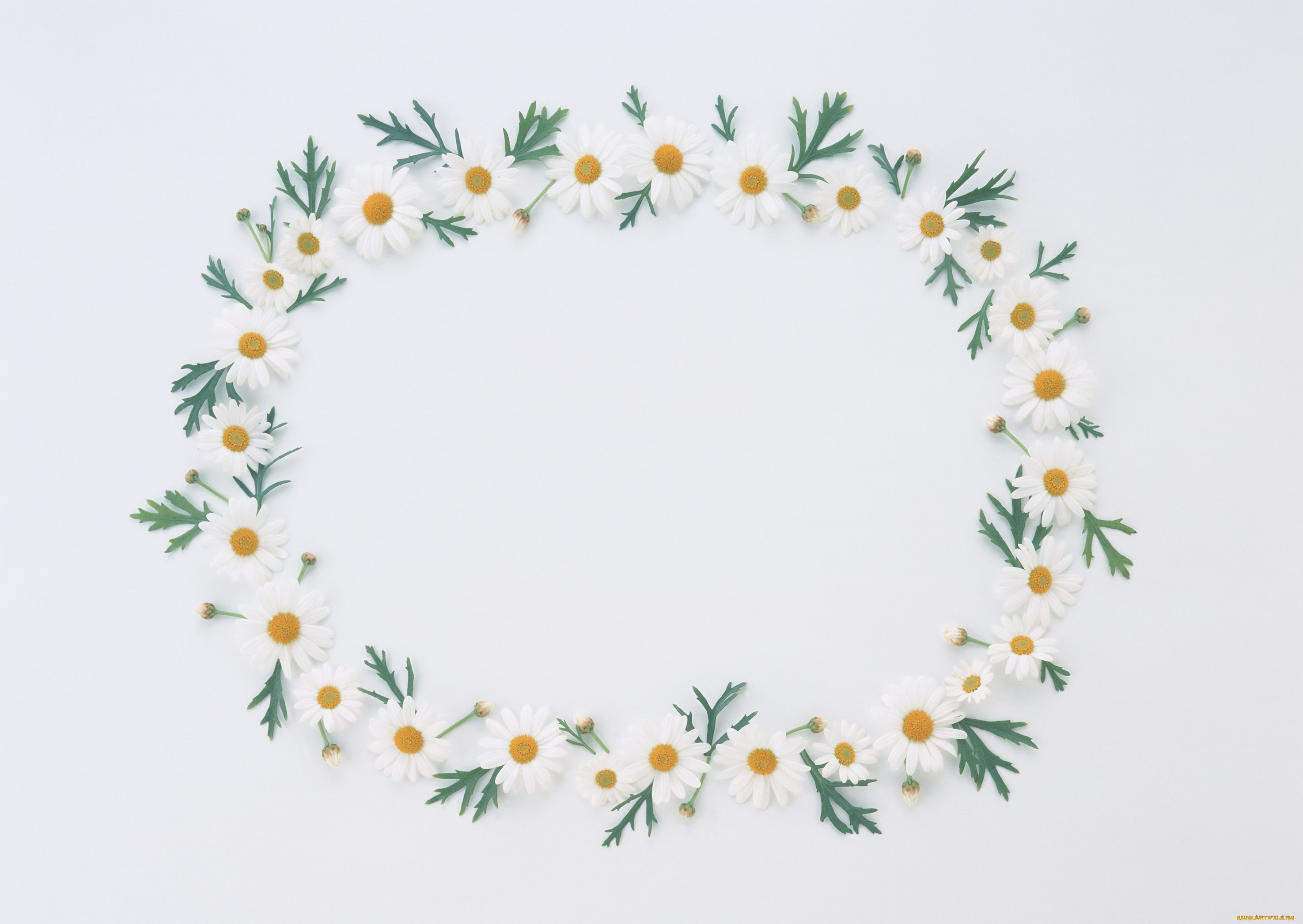 цветы, ромашки, бутоны