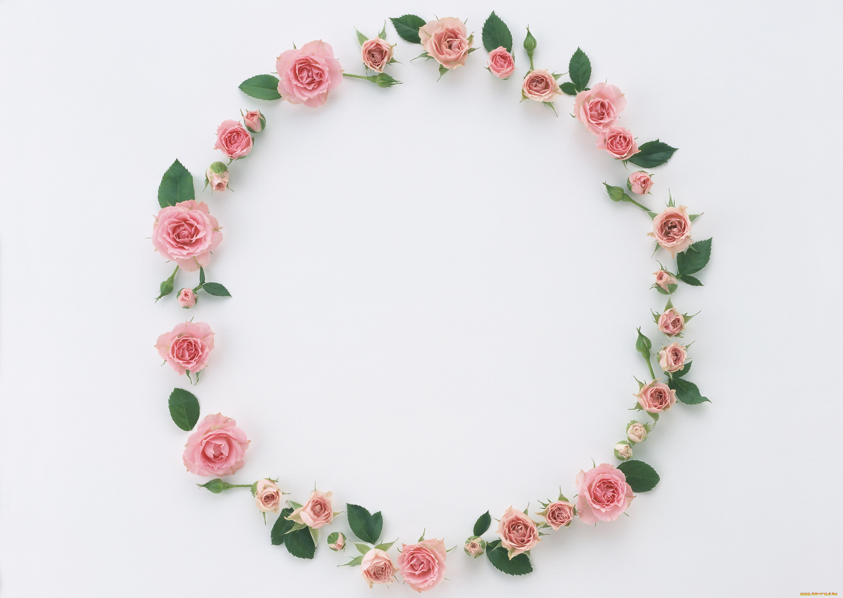 цветы, розы, бутоны