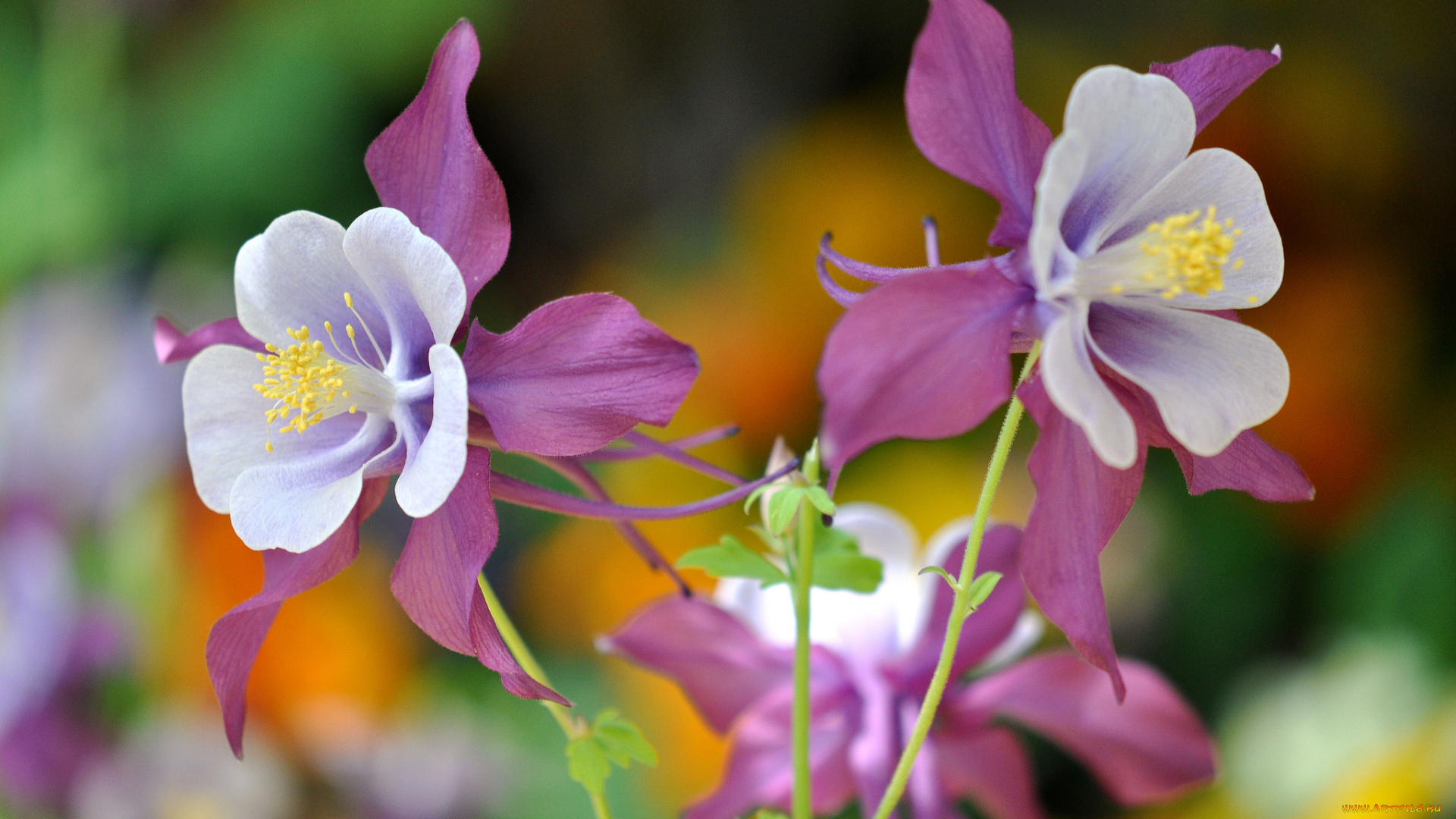 цветы, аквилегия, , водосбор, коломбина