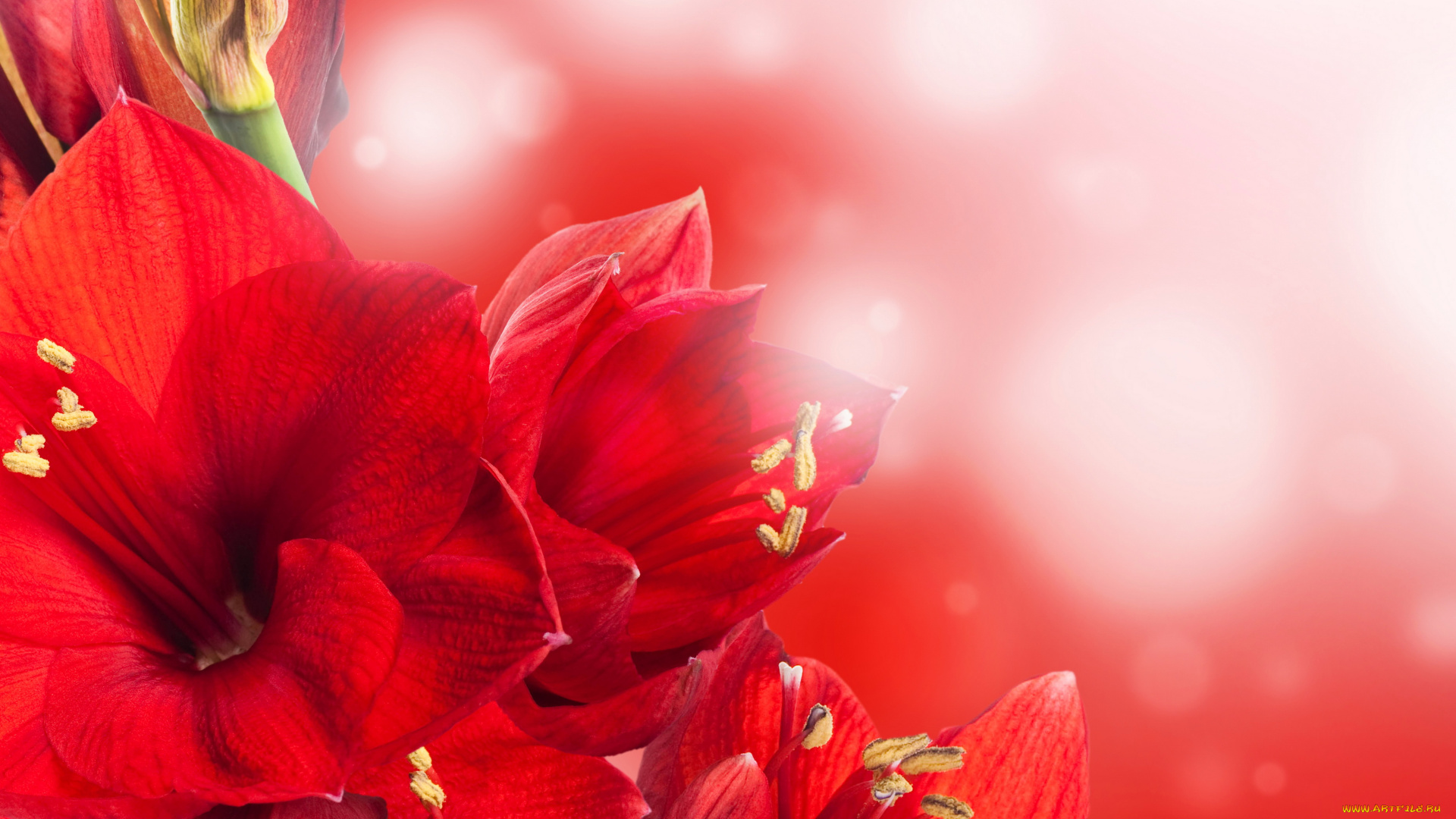 цветы, амариллисы, , гиппеаструмы, amaryllis, красный, амариллис