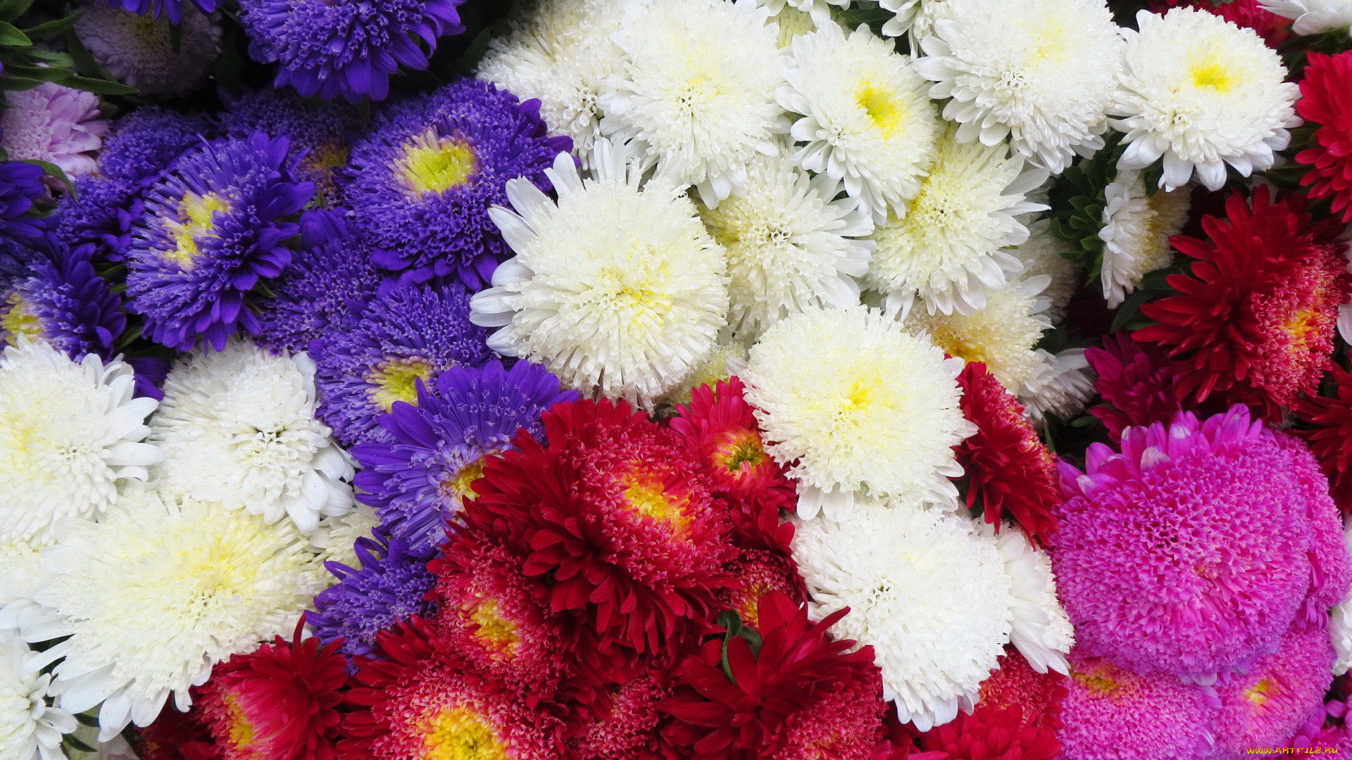 цветы, астры, много, розовые, красные, фиолетовые