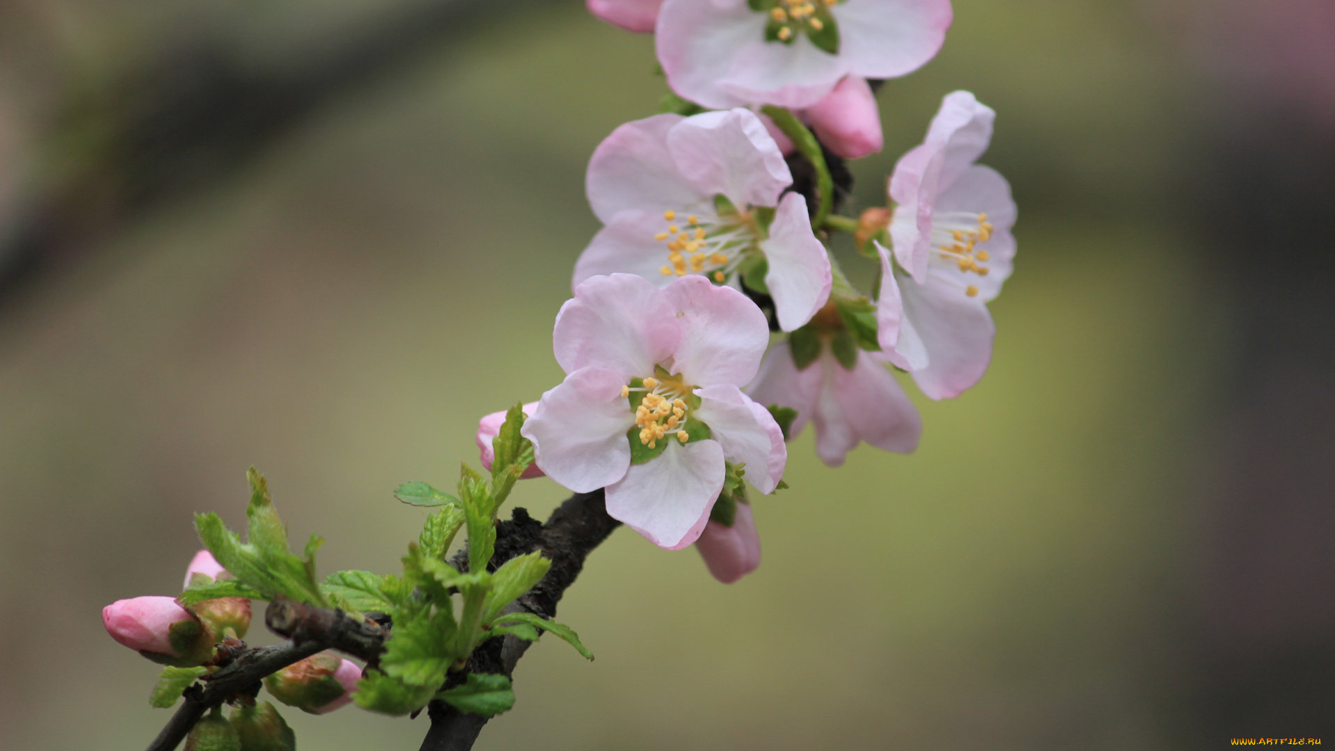 цветы, цветущие, деревья, , , кустарники, бутоны, ветка