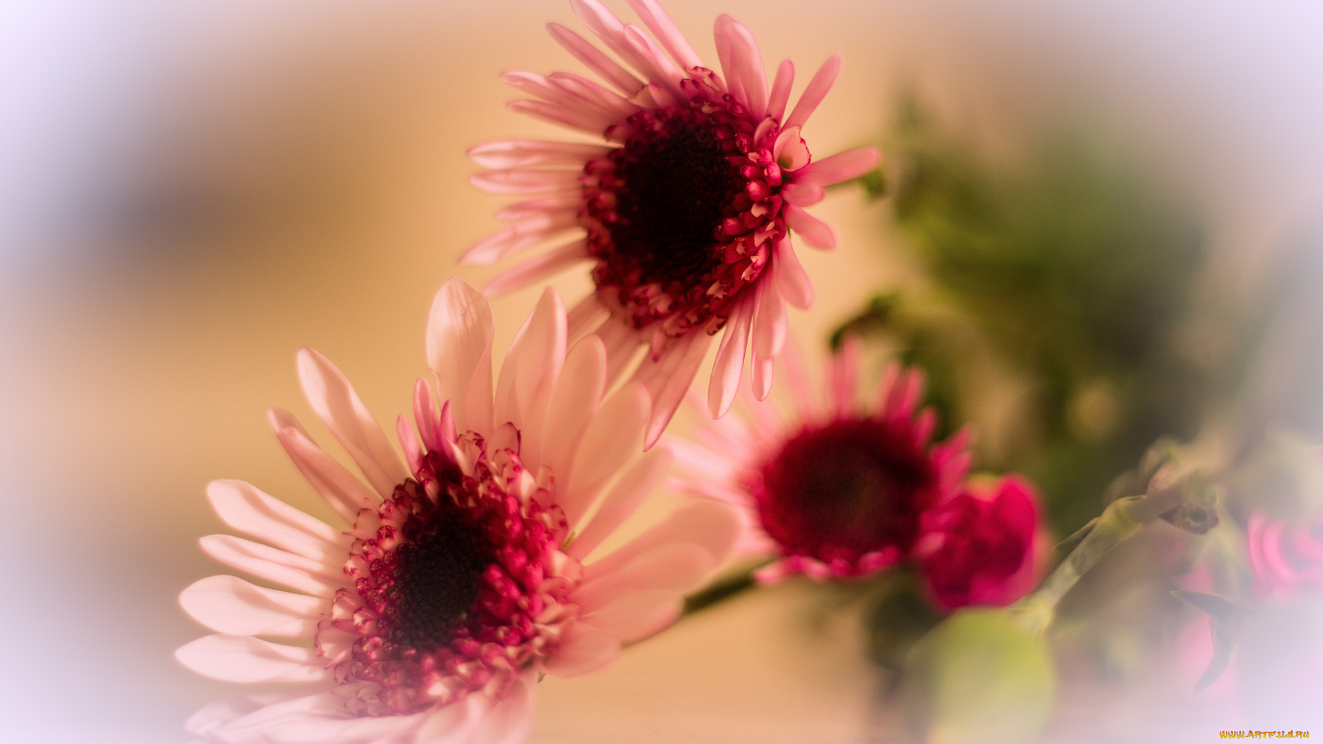 цветы, герберы, розовый, цветок, лепестки, гербера