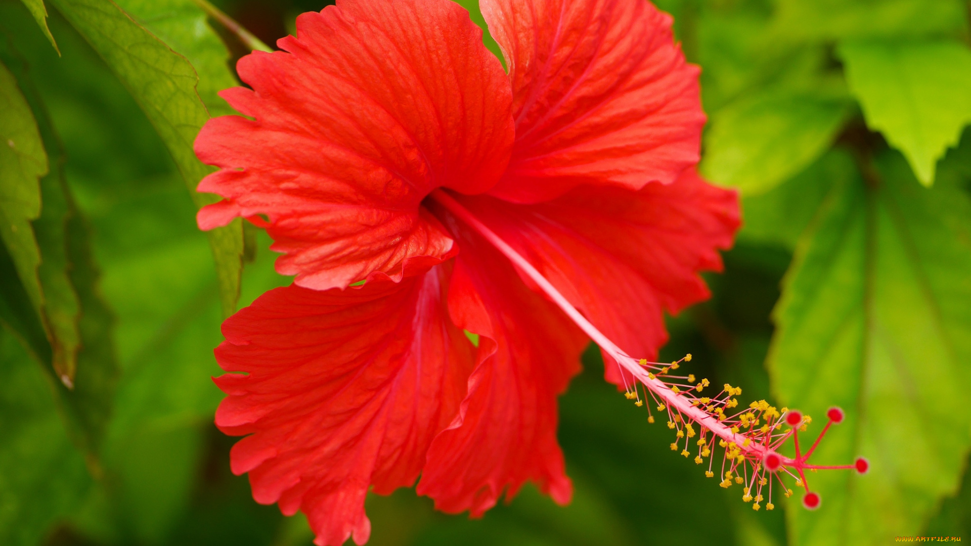 цветы, гибискусы, красный