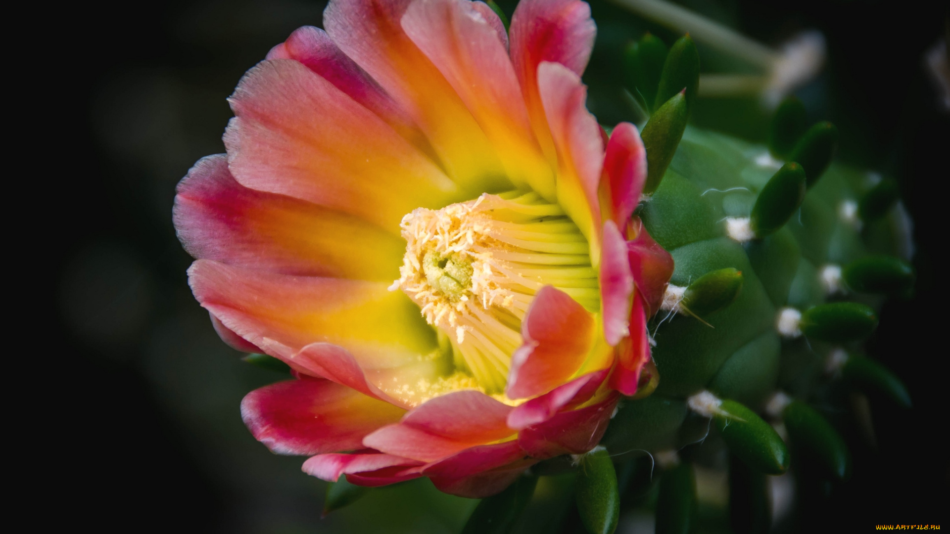 цветы, кактусы, макро