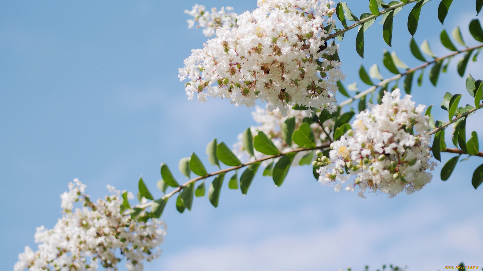 цветы, лагерстрёмия, индийская, сирень