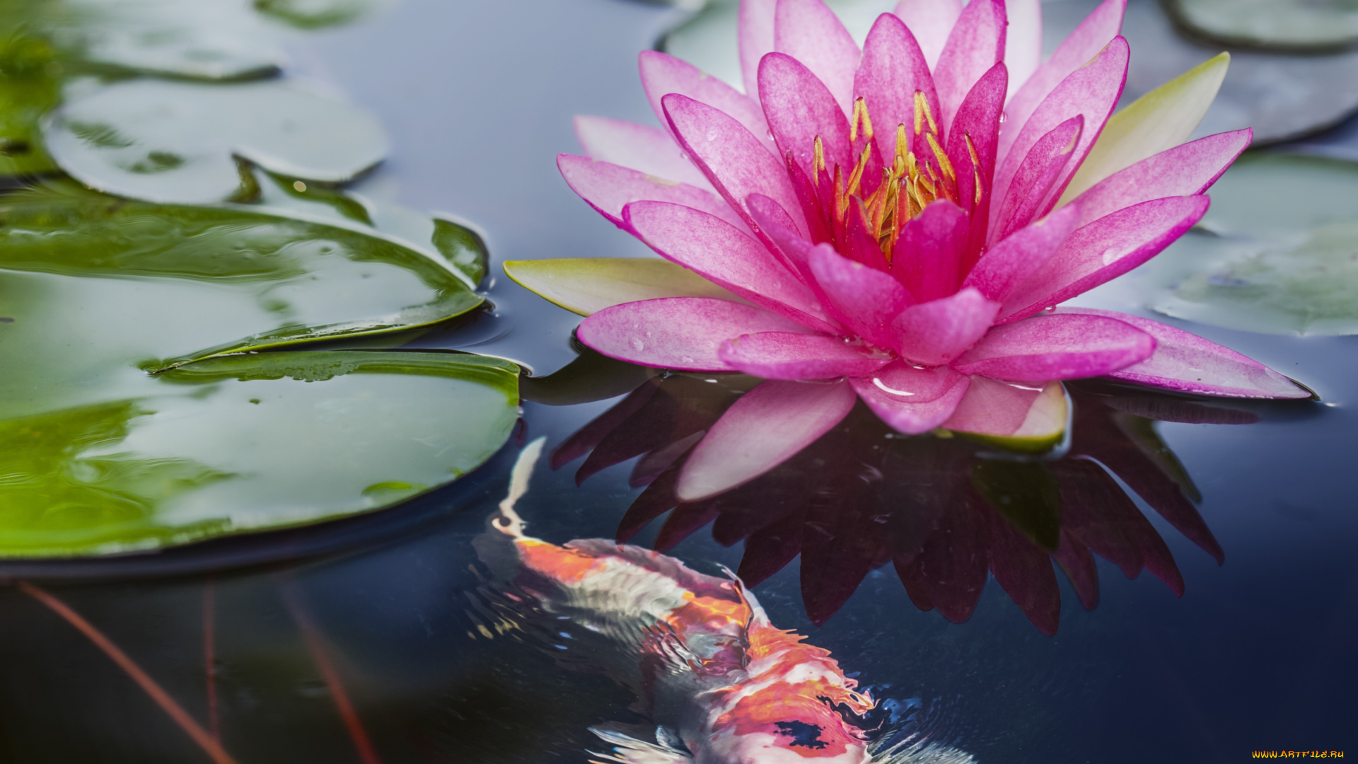 цветы, лилии, водяные, , нимфеи, , кувшинки, кои, розовый