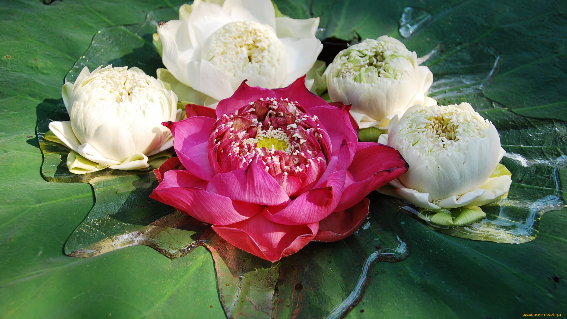 цветы, лотосы