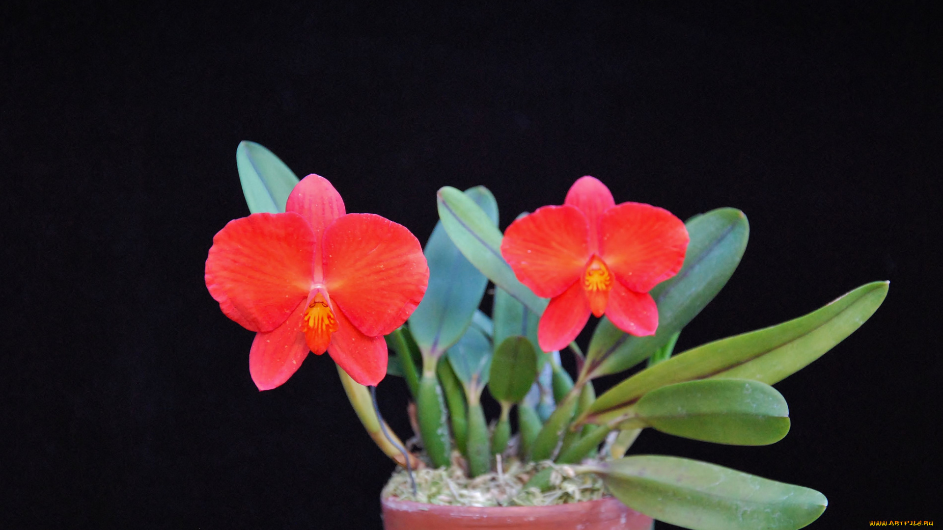 цветы, орхидеи