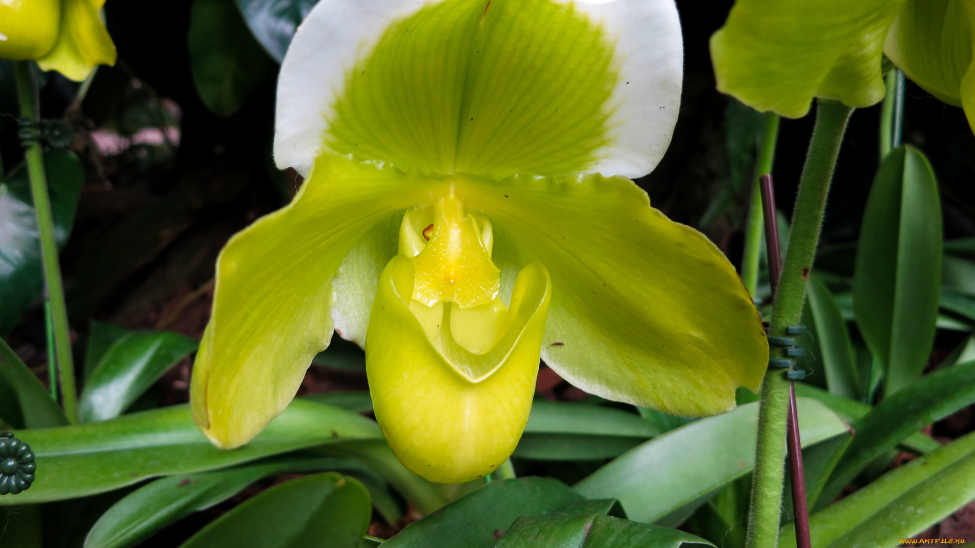 цветы, орхидеи