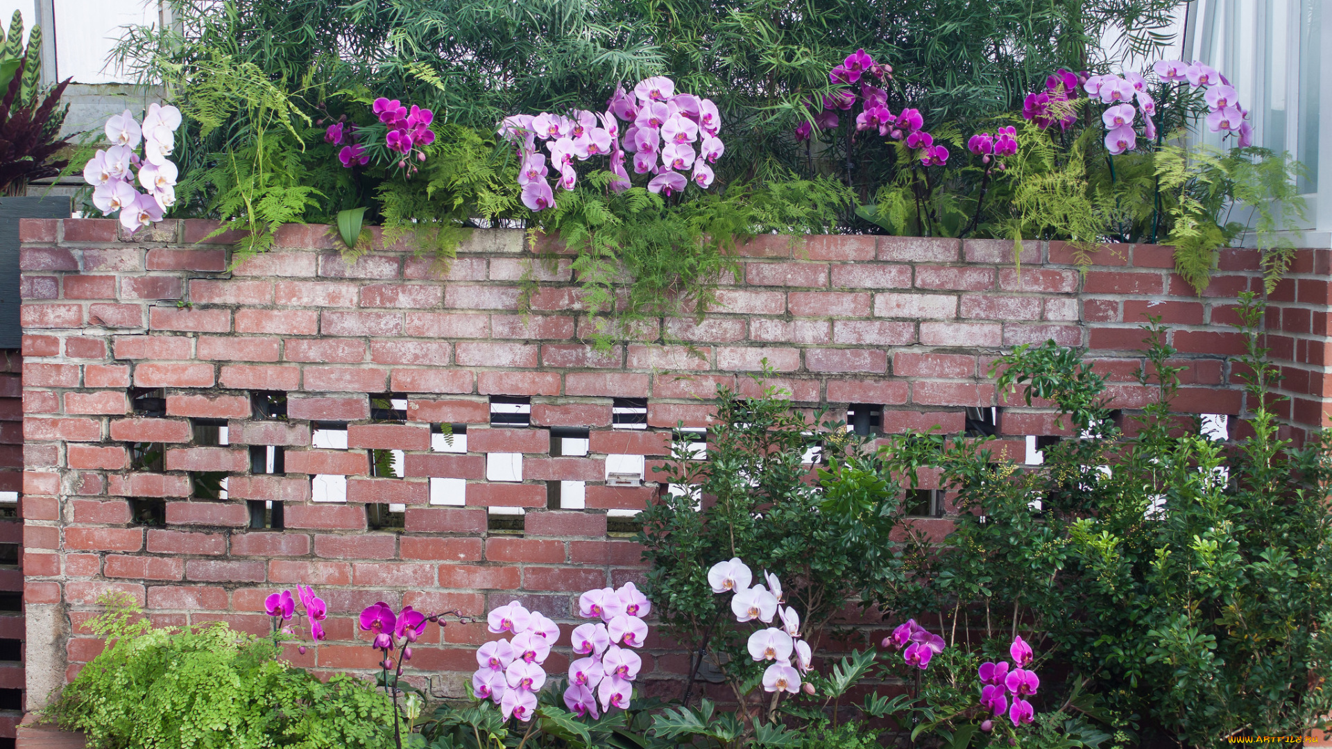 цветы, орхидеи