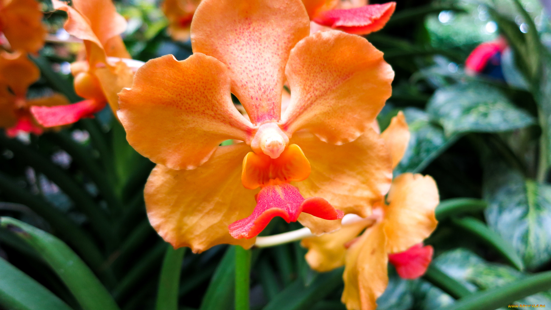 цветы, орхидеи