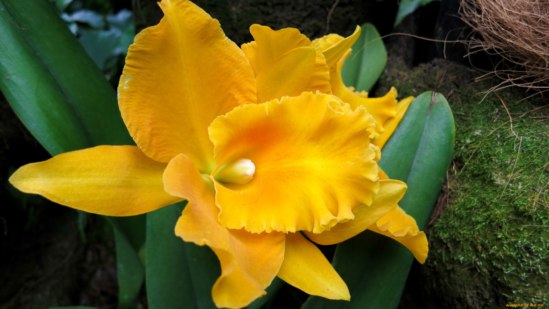 цветы, орхидеи