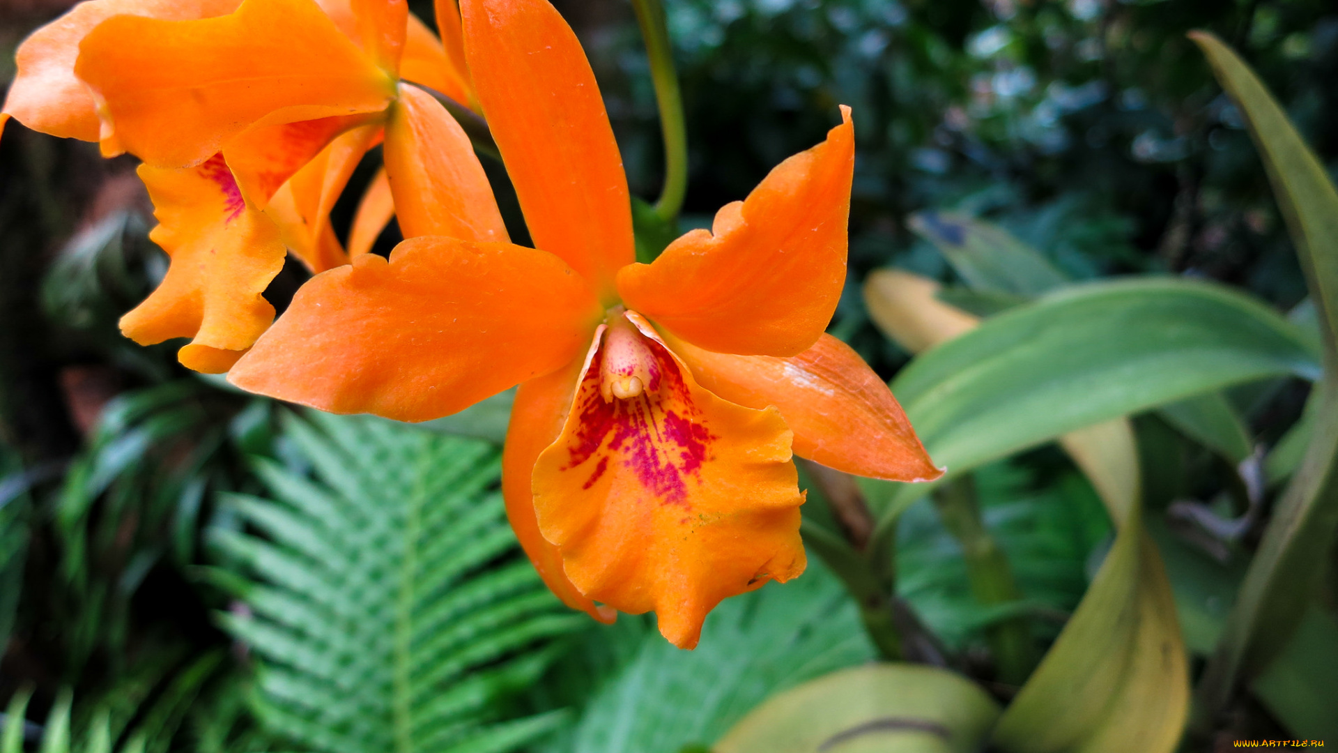 цветы, орхидеи