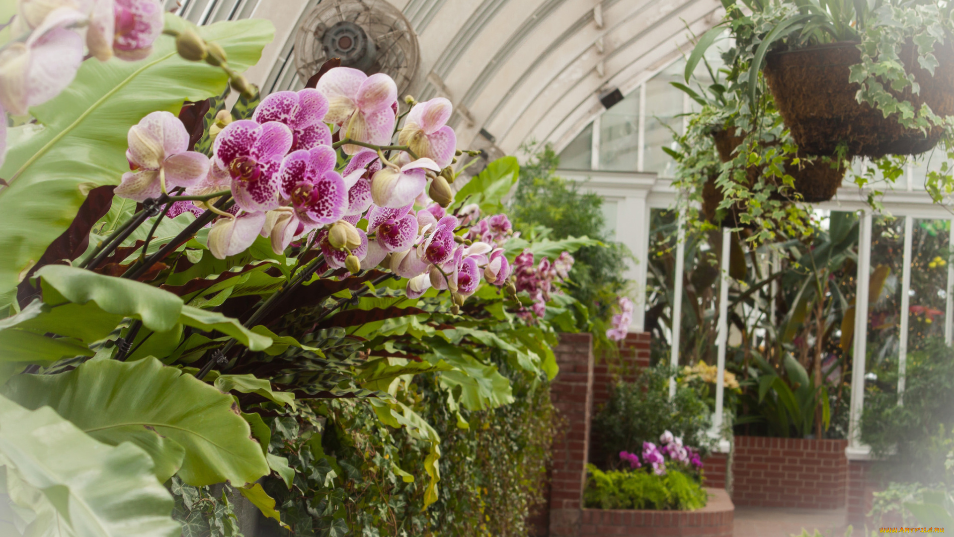 цветы, орхидеи