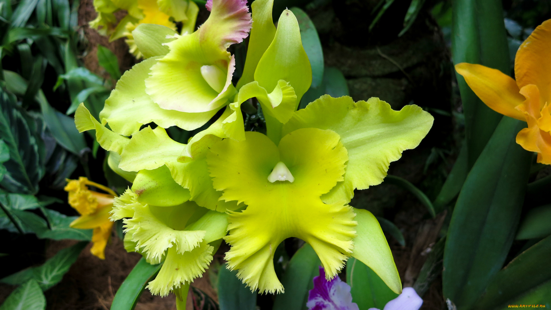 цветы, орхидеи