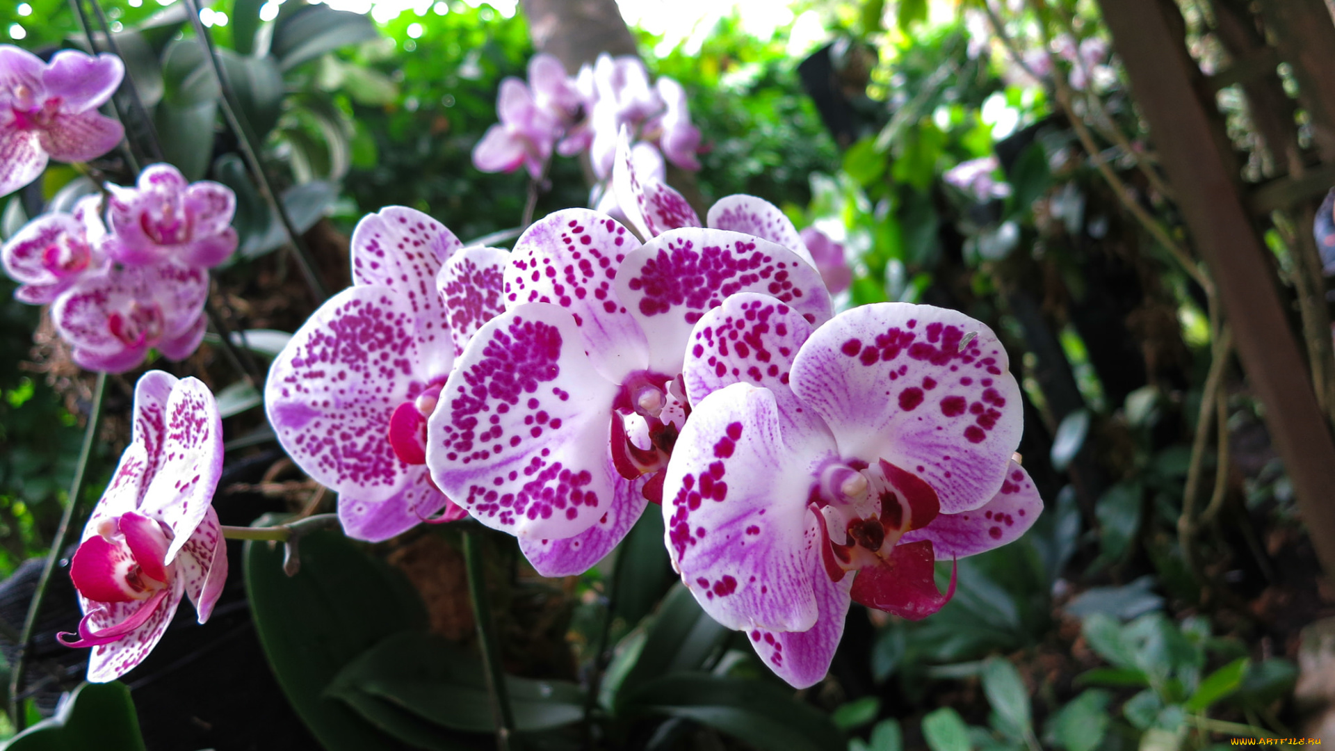 цветы, орхидеи