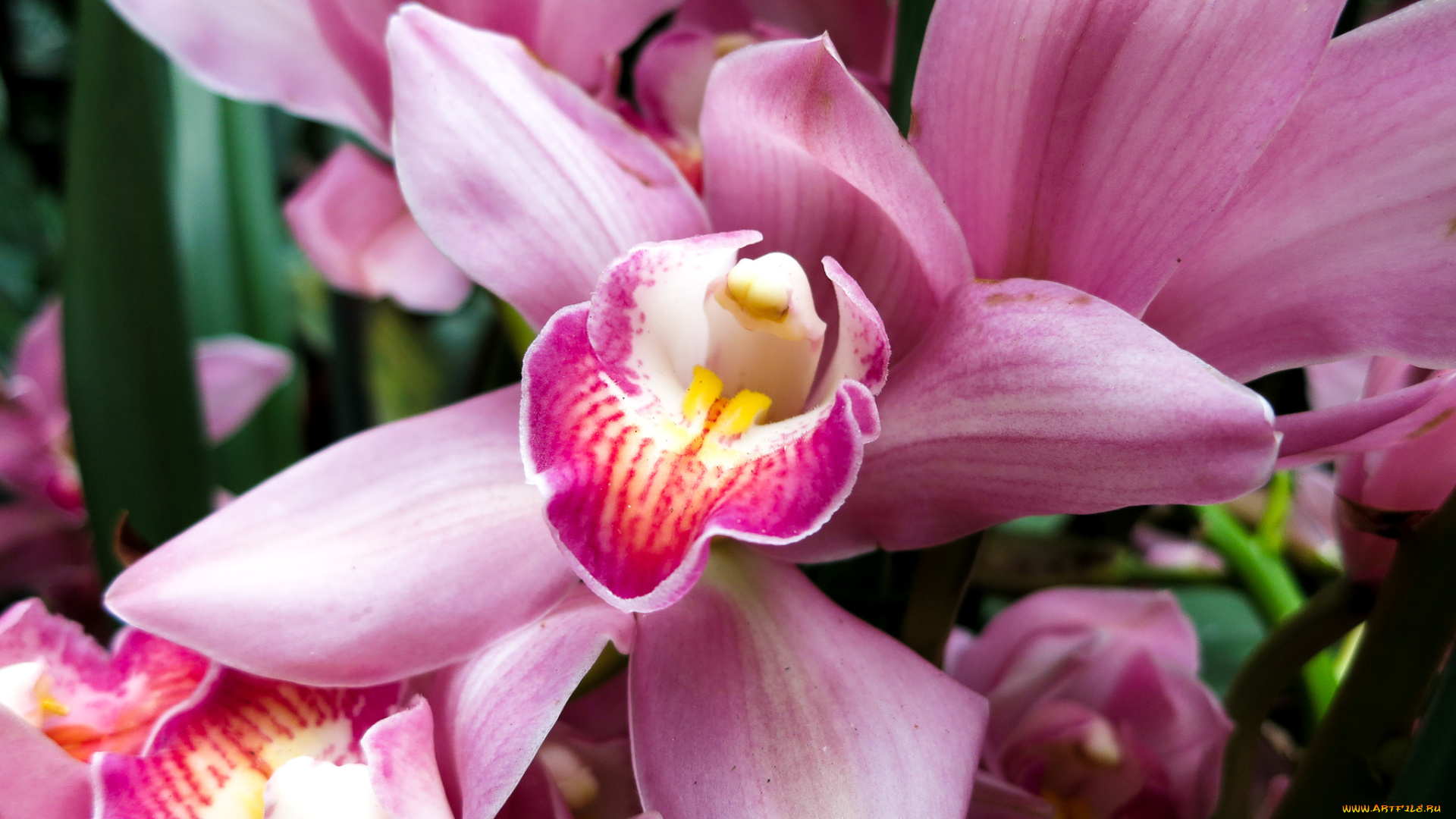 цветы, орхидеи