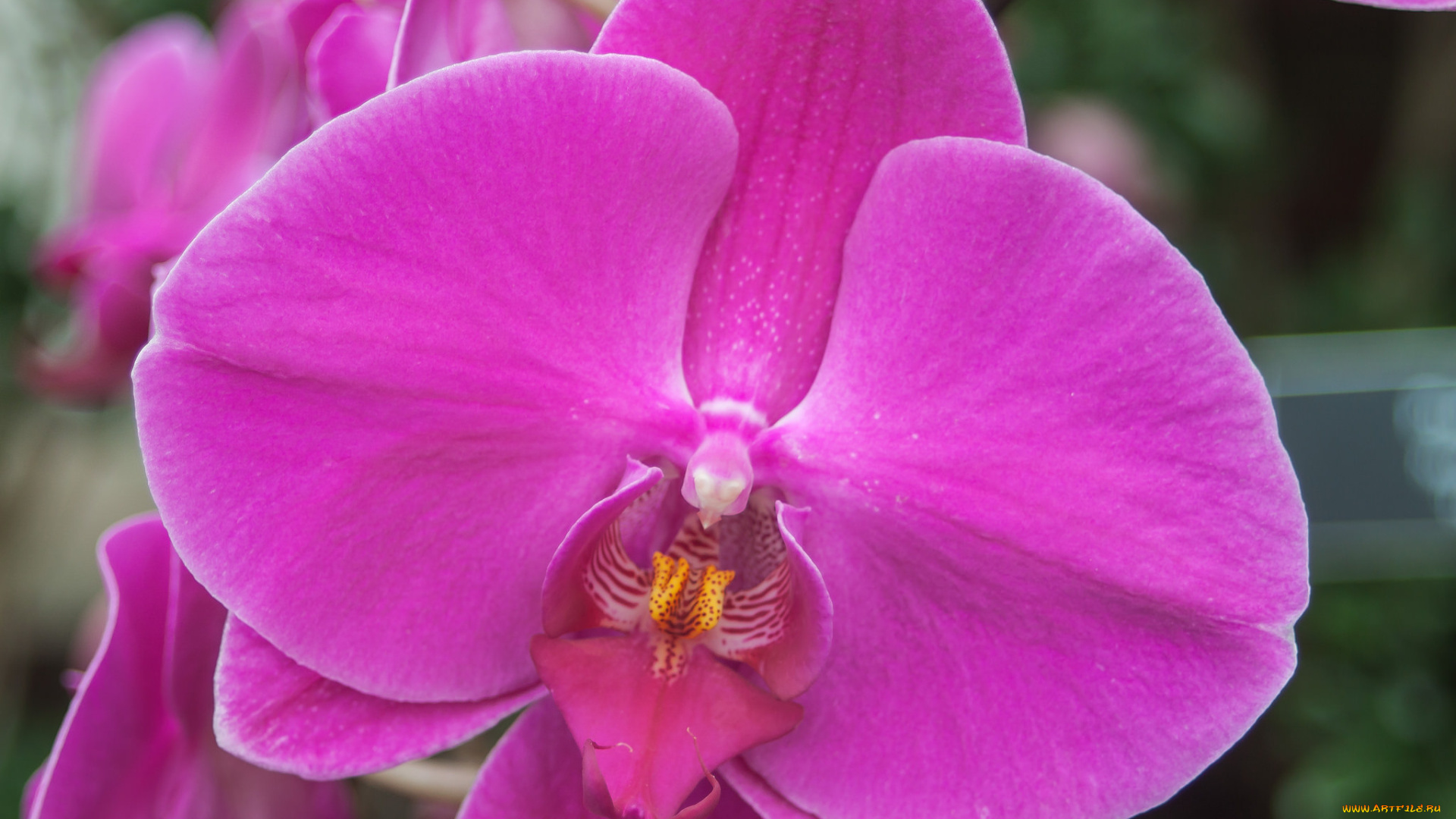 цветы, орхидеи, фалинопсис, цветок