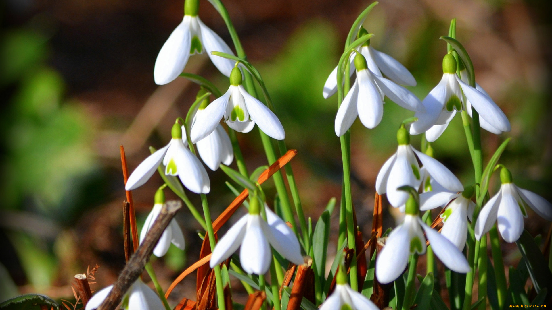 цветы, подснежники, , белоцветник