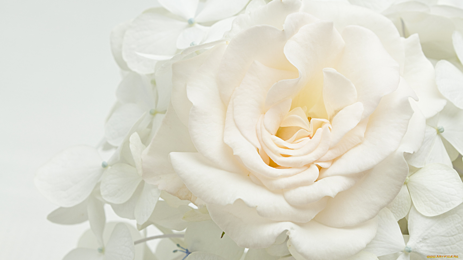 цветы, разные, вместе, белый