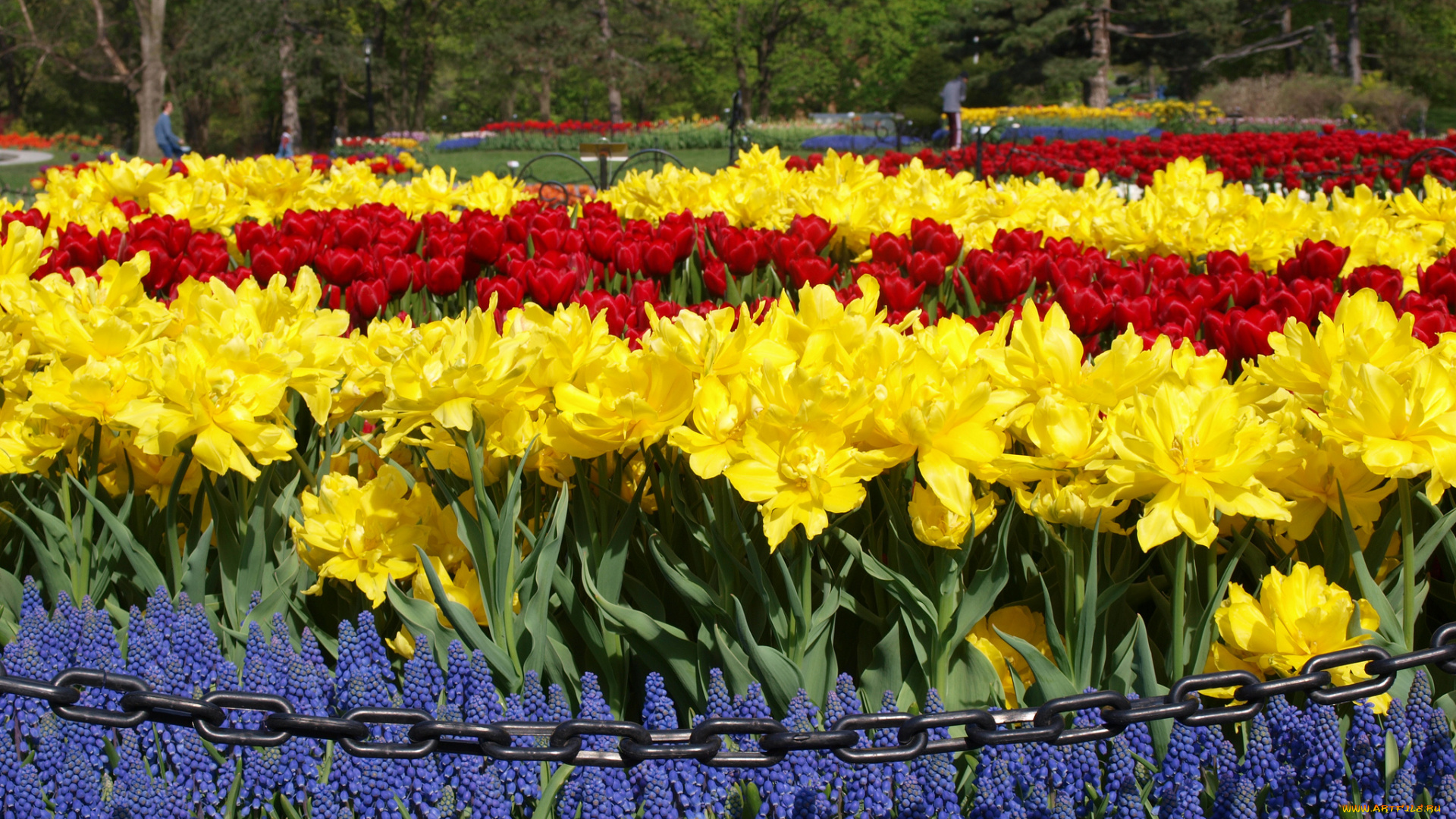 цветы, разные, вместе, клумба, тюльпаны