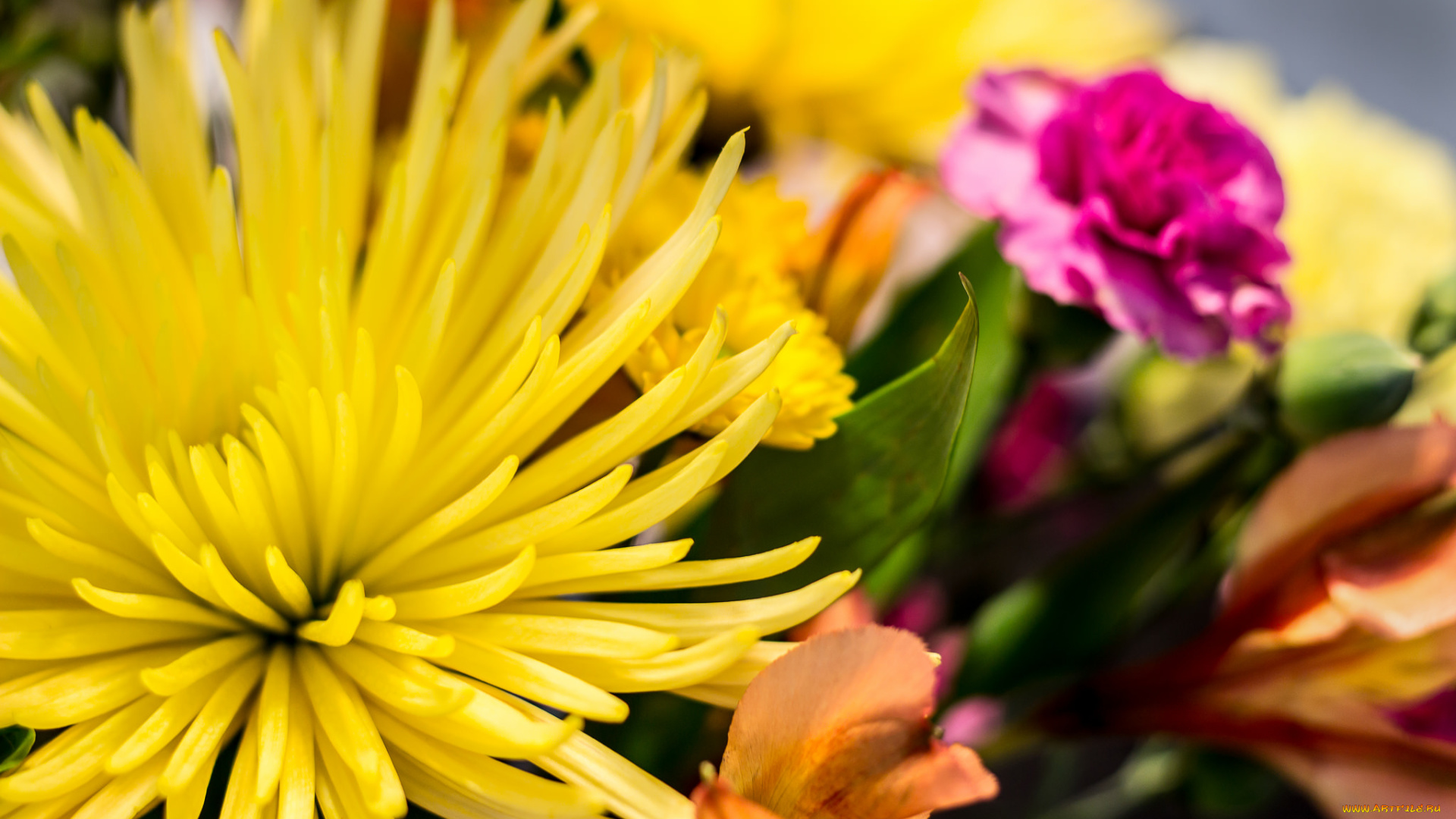 цветы, разные, вместе, вмести, разные