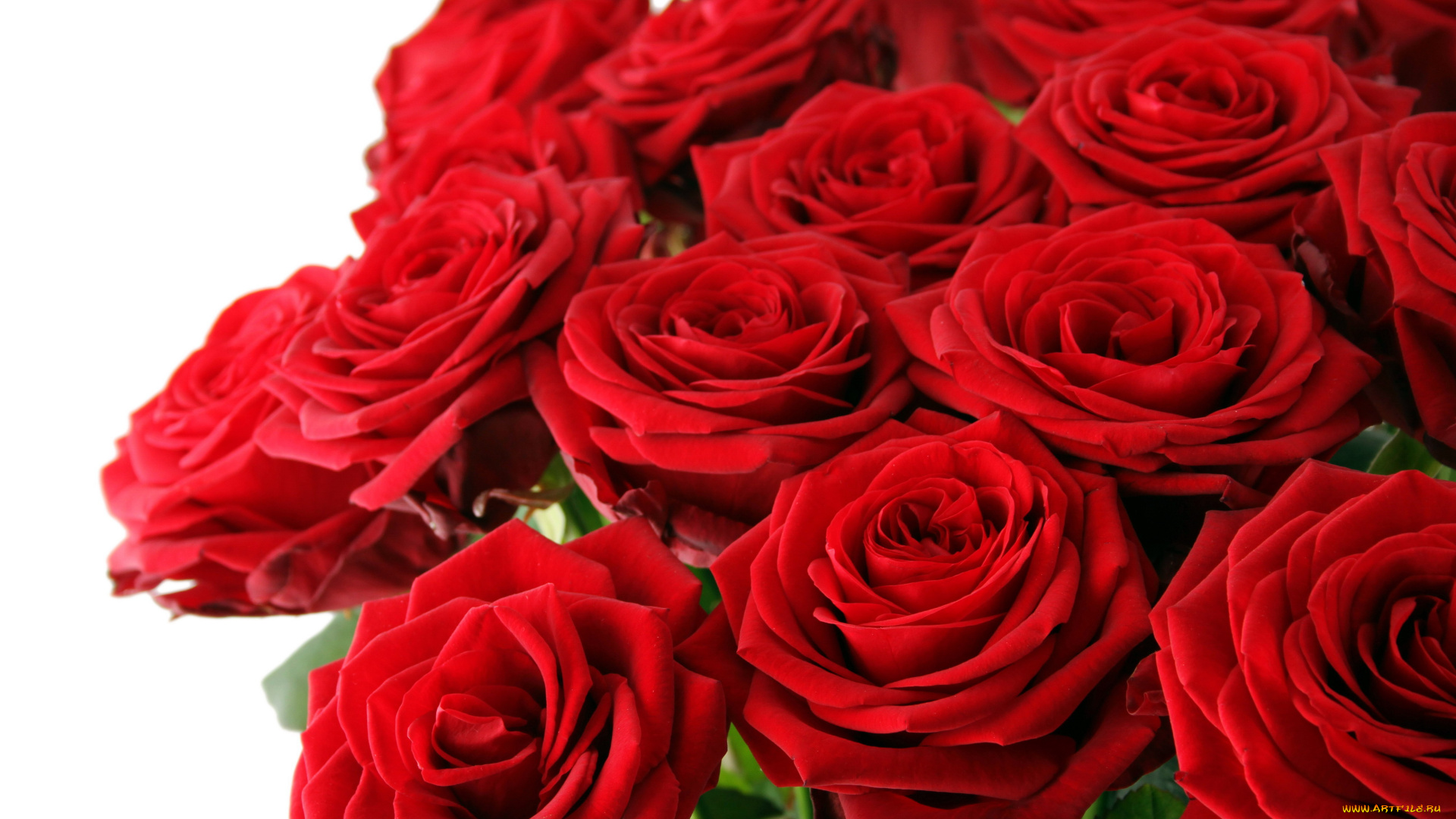 цветы, розы, алый