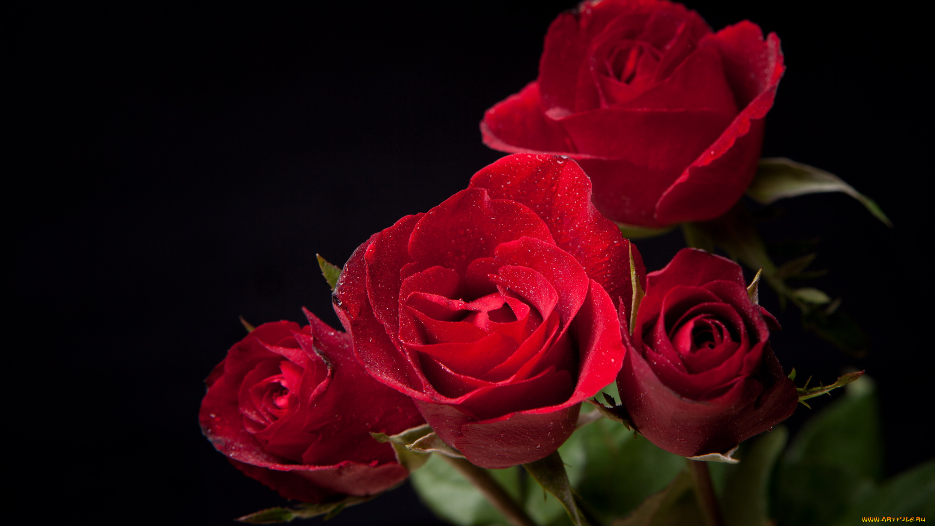 цветы, розы, капли, бутоны