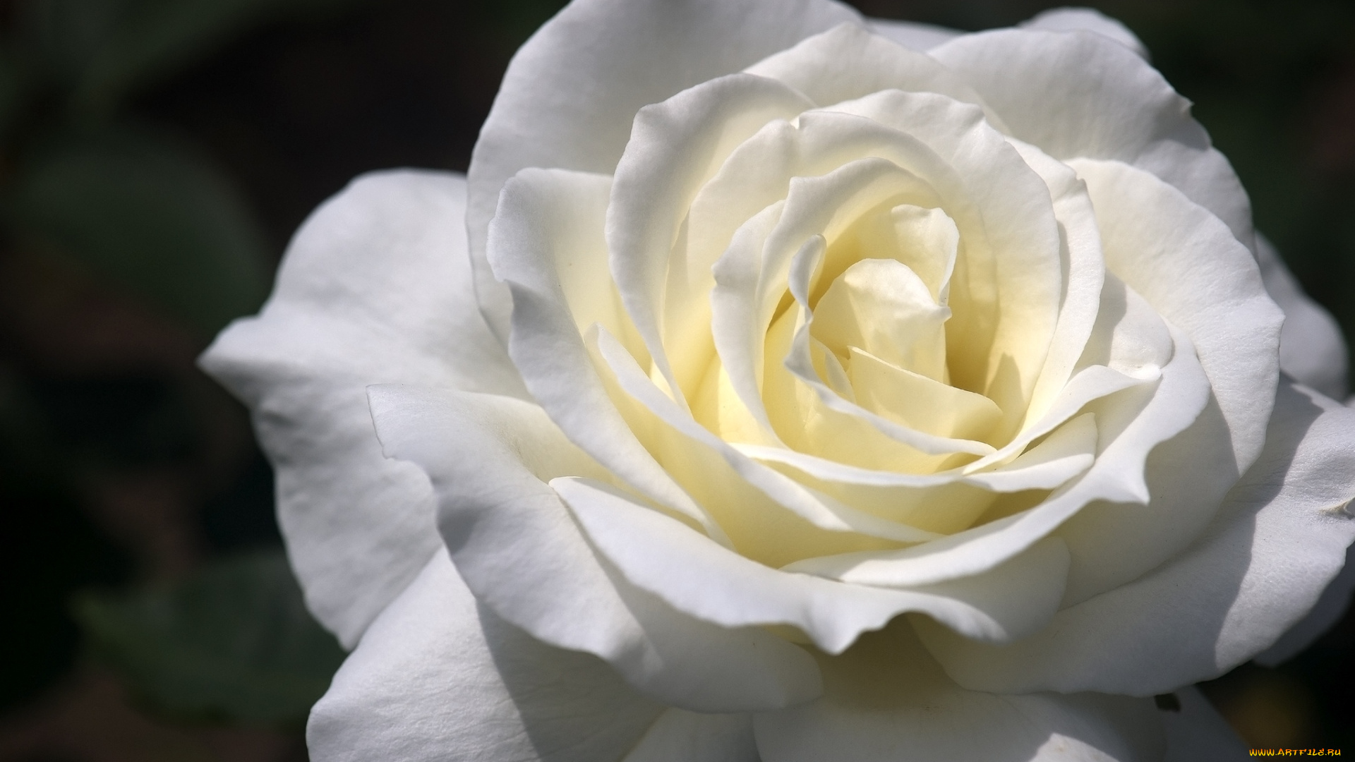 цветы, розы, макро