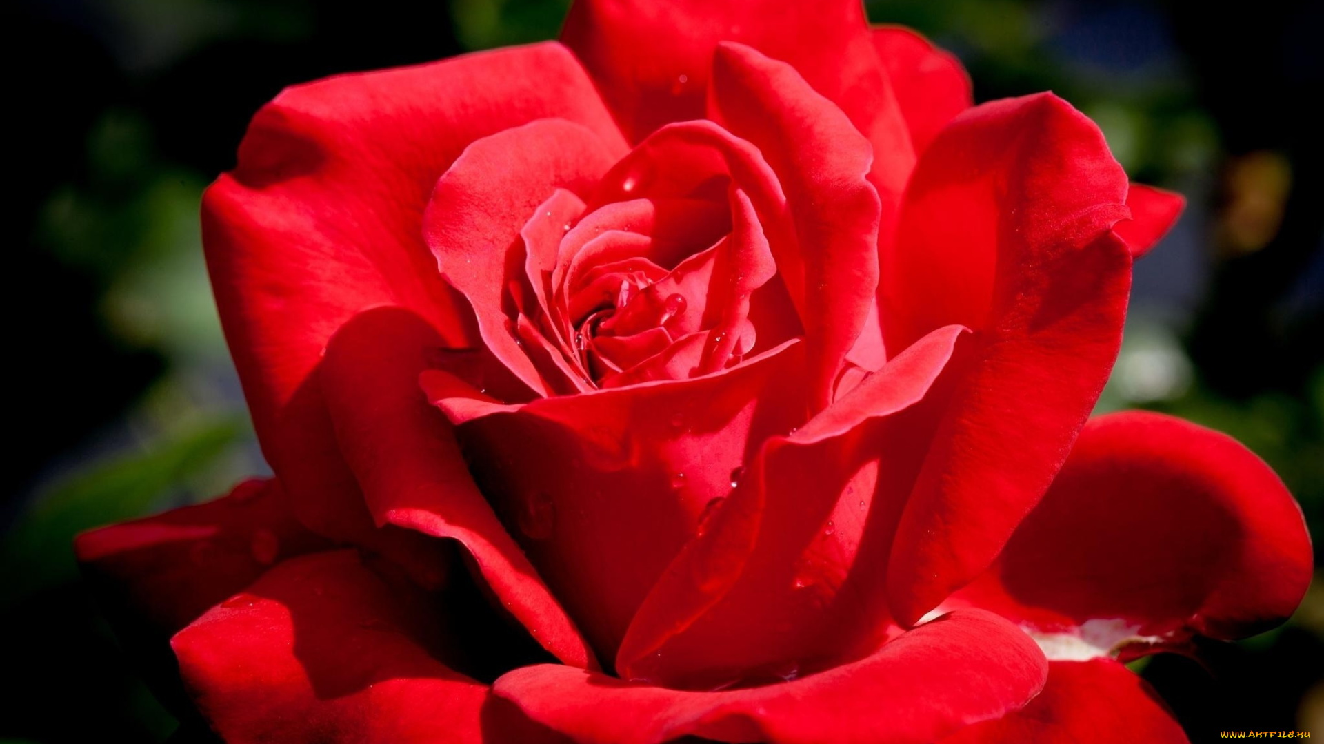 цветы, розы, макро, капли, лепестки, красная, роза