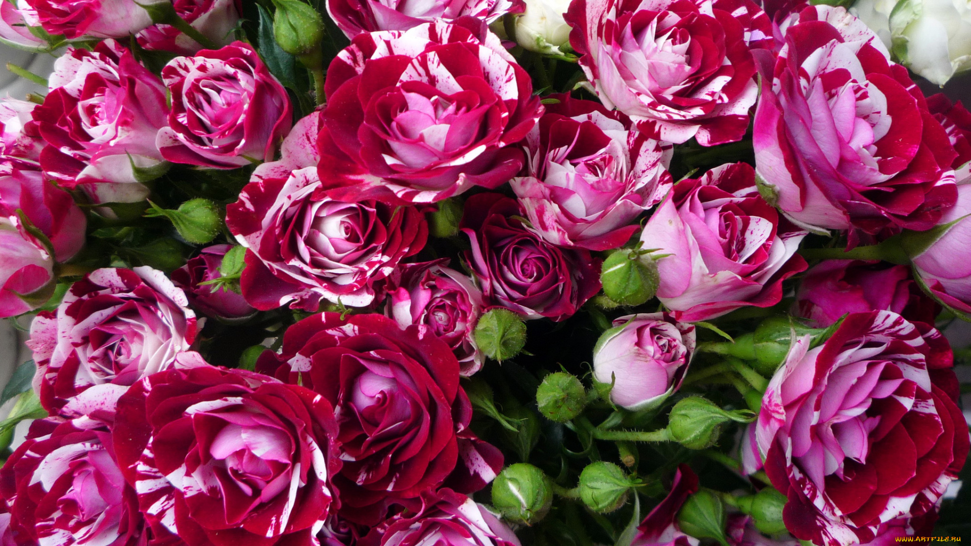 цветы, розы, много, красные