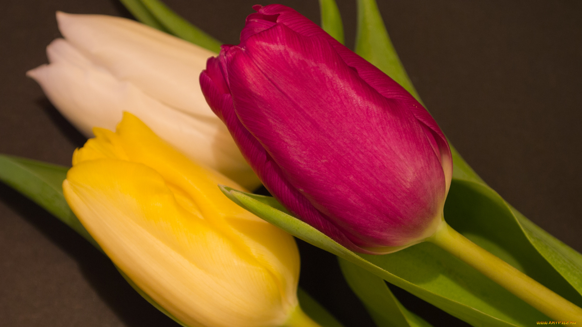 цветы, тюльпаны