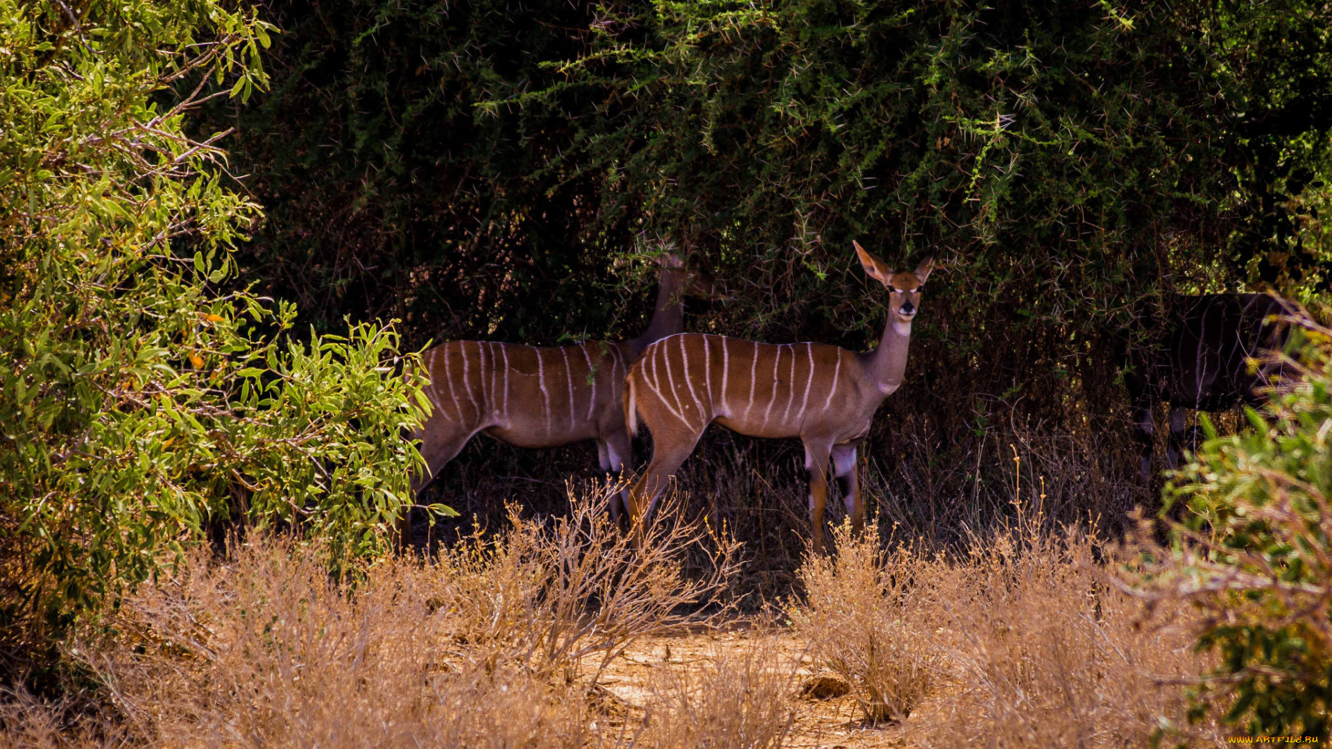животные, антилопы, женщина, kob