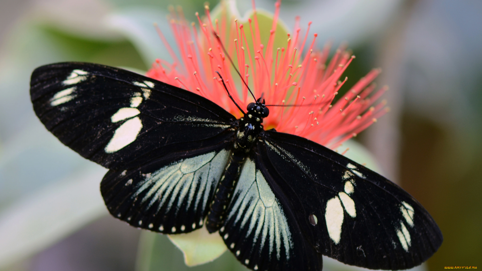 животные, бабочки, цветок, бабочка