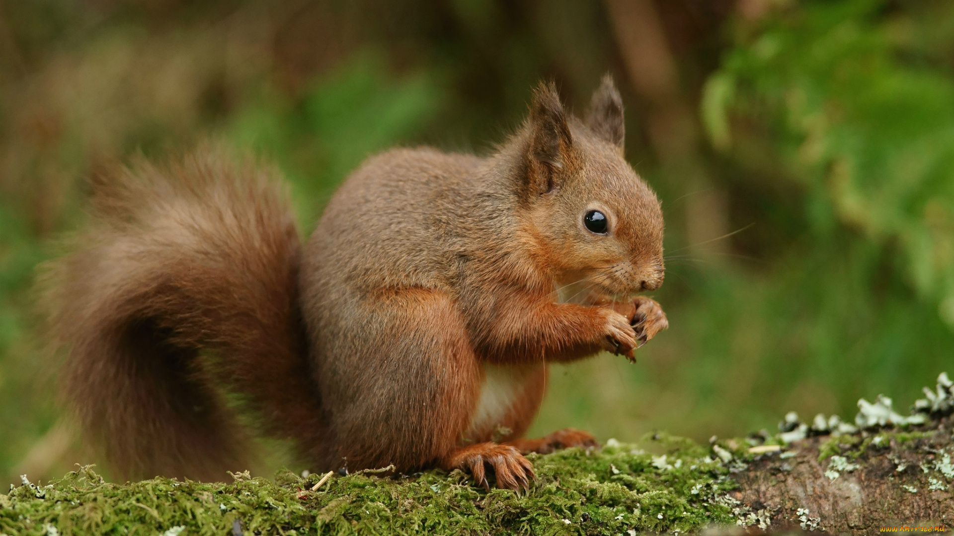 животные, белки, рыжий