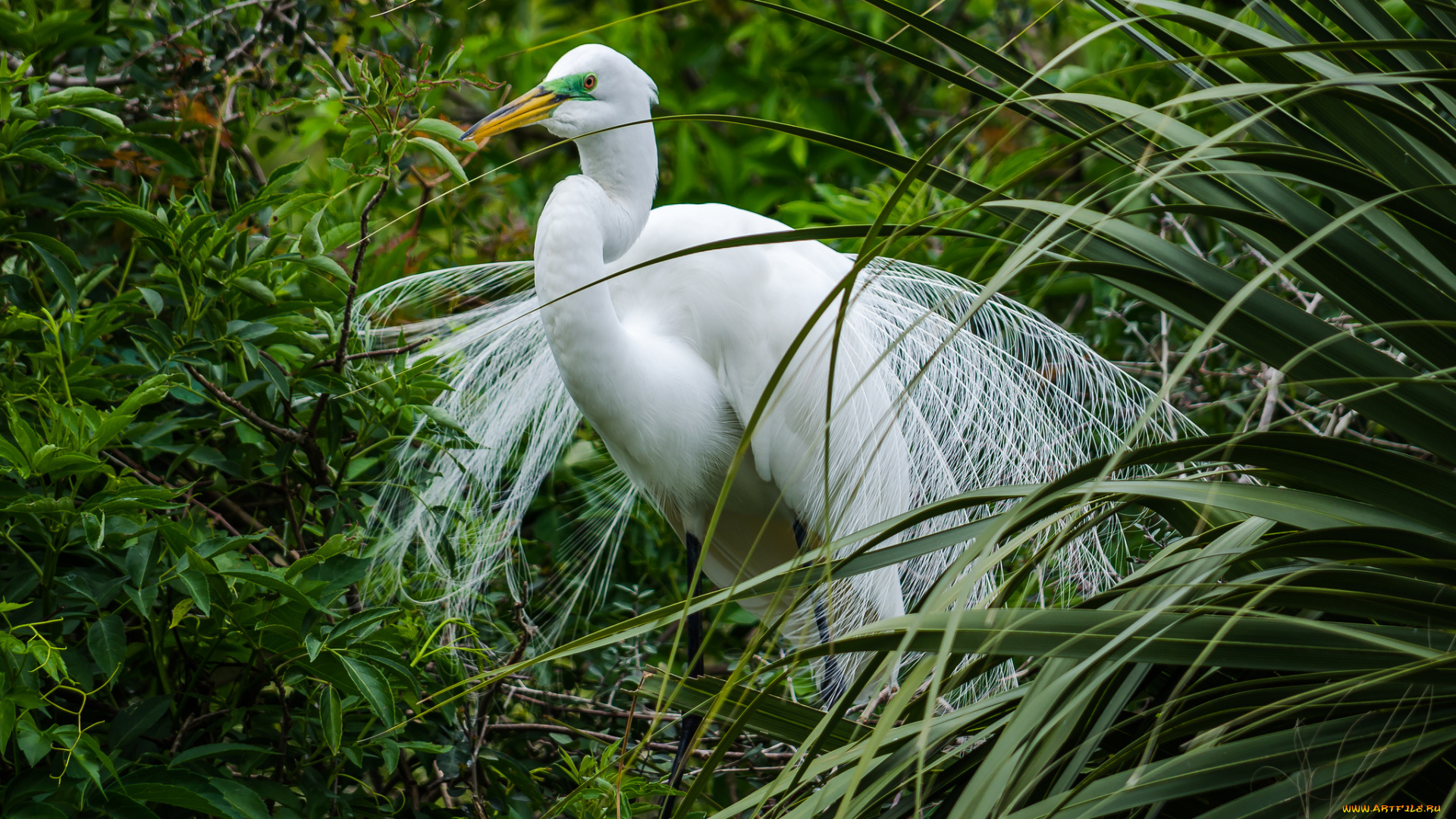 животные, цапли, заросли, белая, цапля