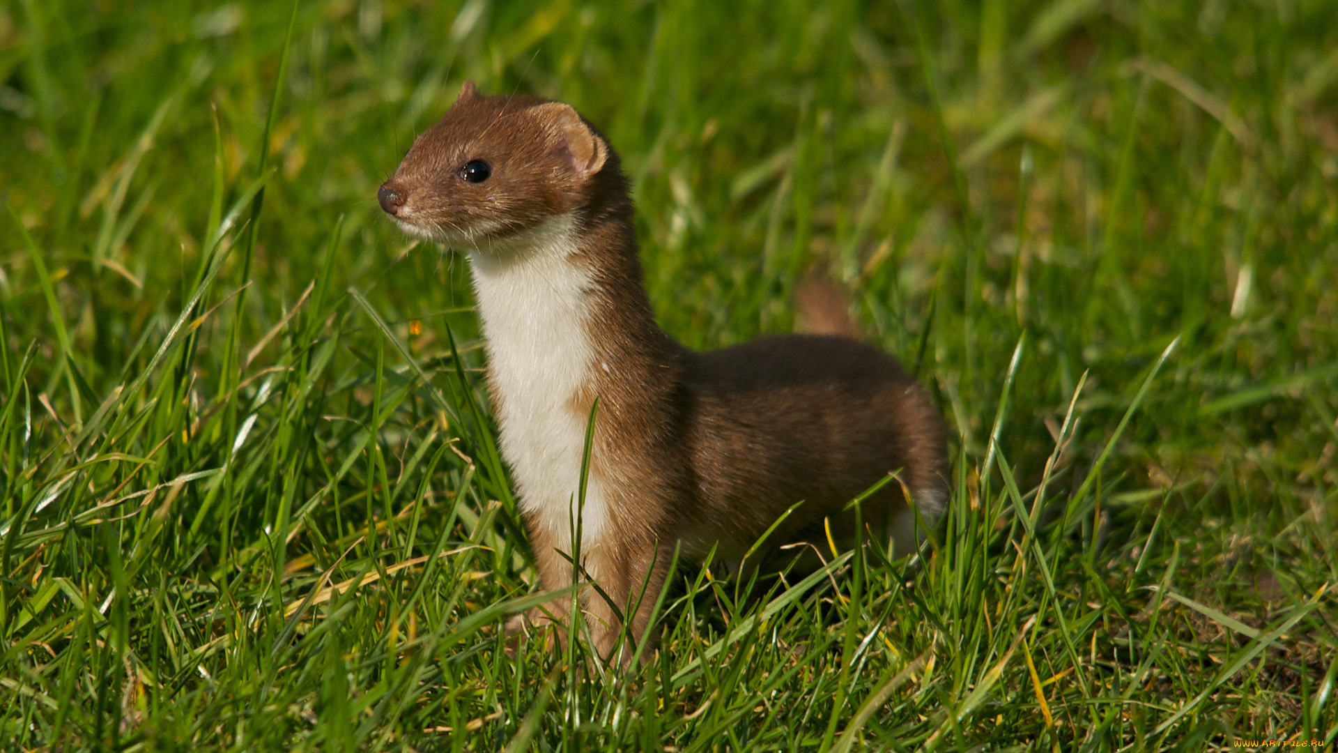 животные, хорьки, , ласки, , соболи, , горностаи, , куницы, луг, трава, горностай