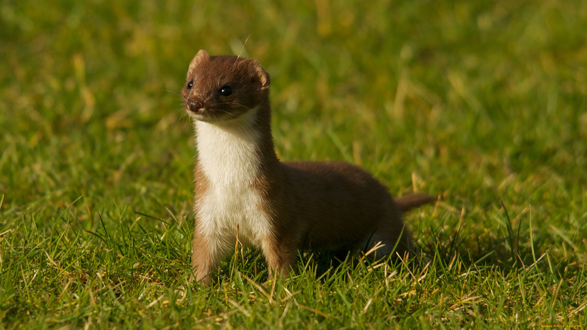 животные, хорьки, , ласки, , соболи, , горностаи, , куницы, луг, трава, горностай