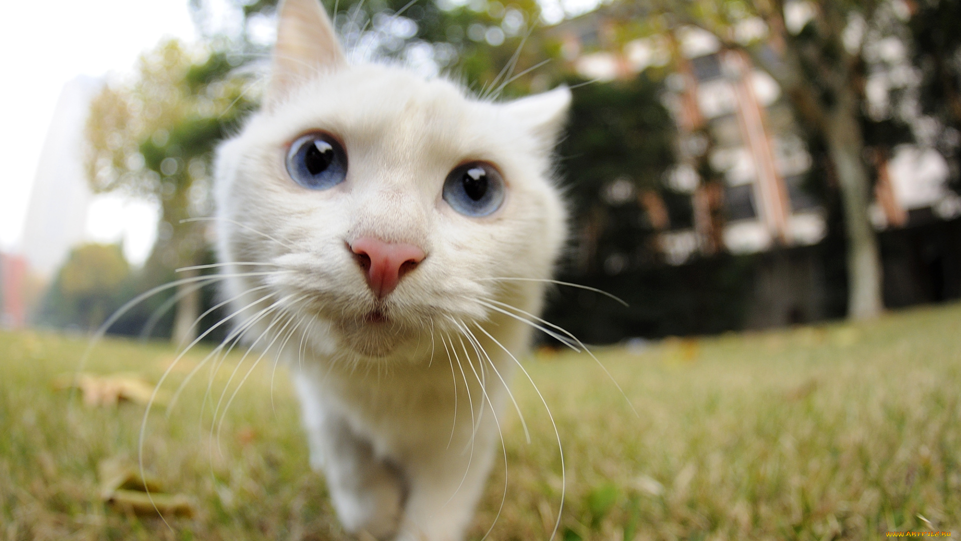 животные, коты, кот, любопытство